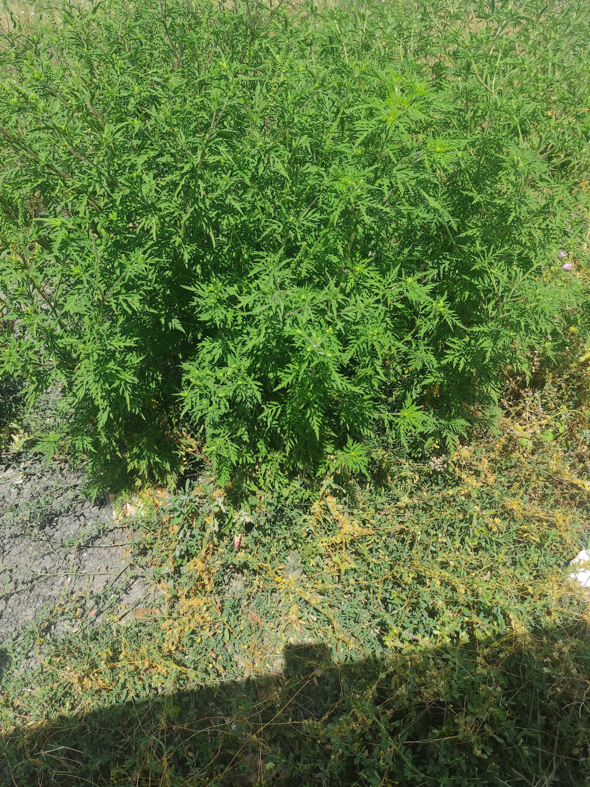 Ambrozie in Bucharest - Untitled ambroz.jpg