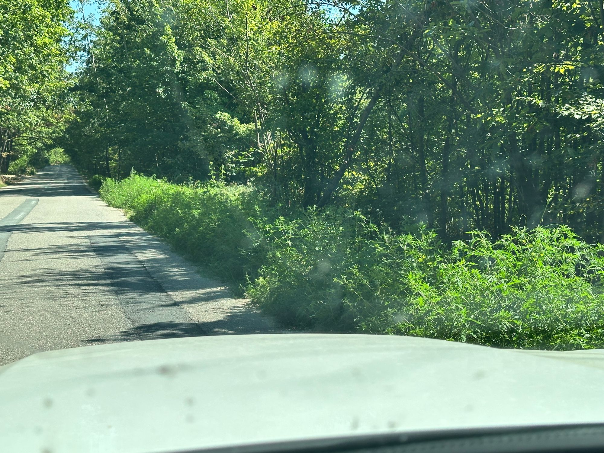 Ambrozie in DJ703E, Ciocănăi, Comuna Moșoaia, Județul Argeș - IMG_9684.jpeg