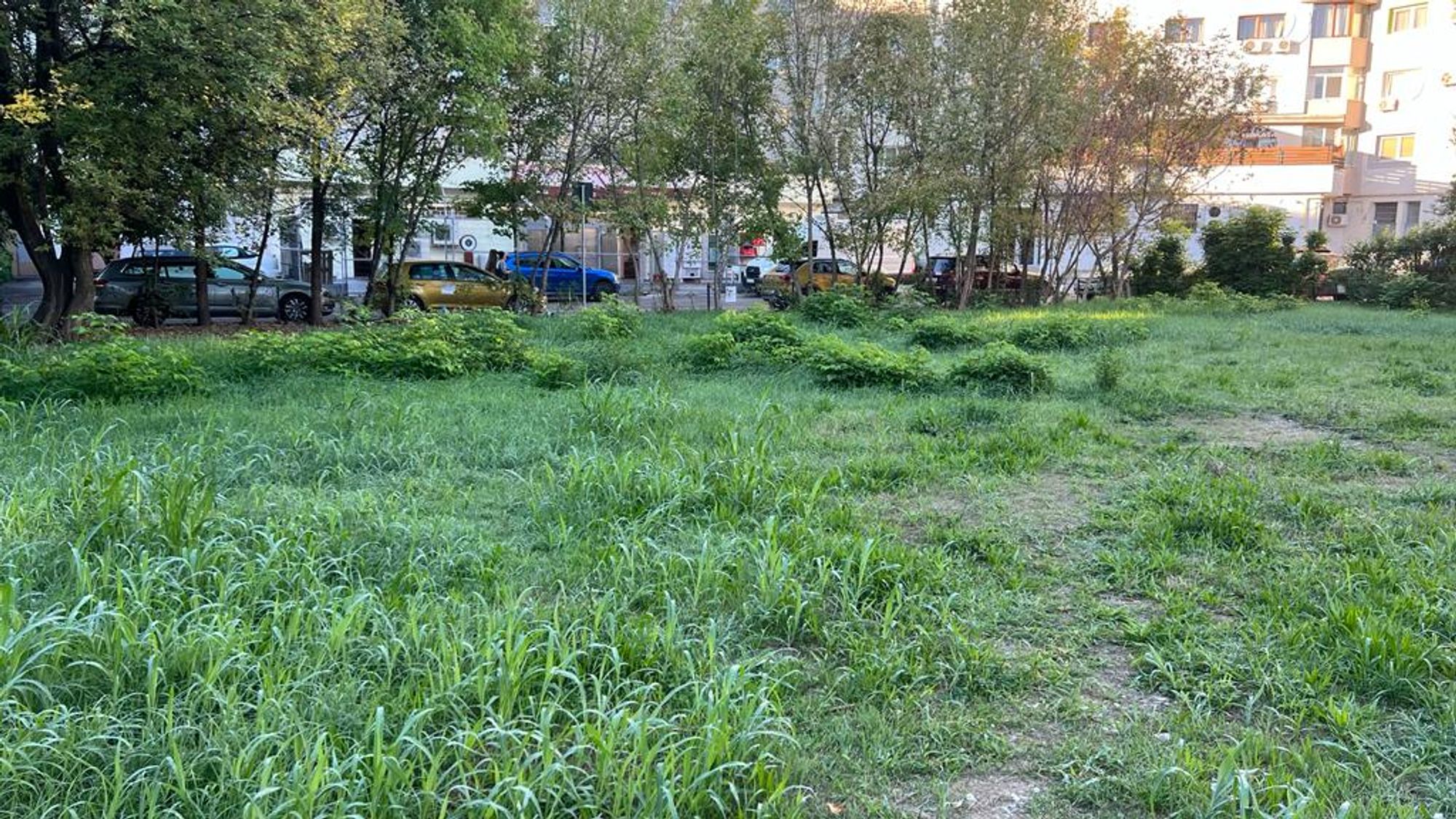 Ambrozie in Strada Nicolae G. Caramfil 30, București, Municipiul București - WhatsApp Image 2022-09-14 at 09.51.41 (1).jpeg