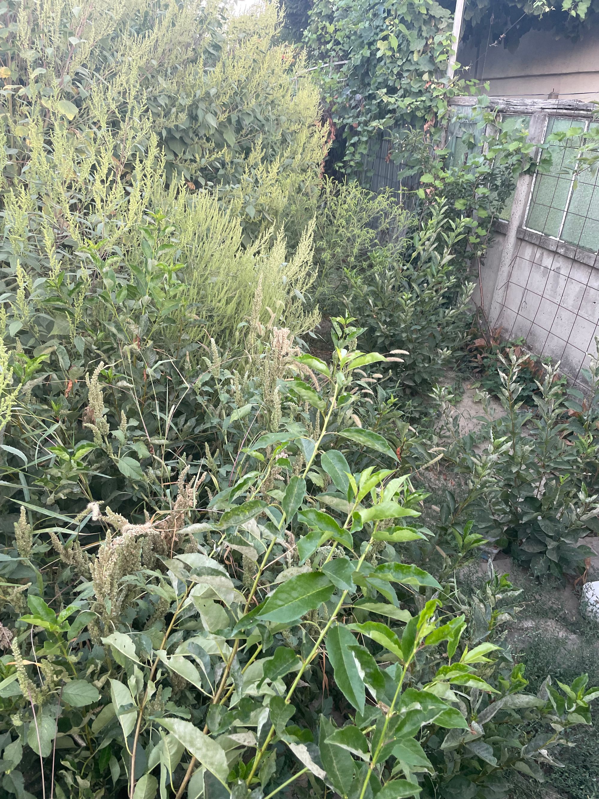 Ambrozie in Strada Bogdan Petriceicu Hasdeu 34, Brăila, Municipiu Brăila, Județul Brăila