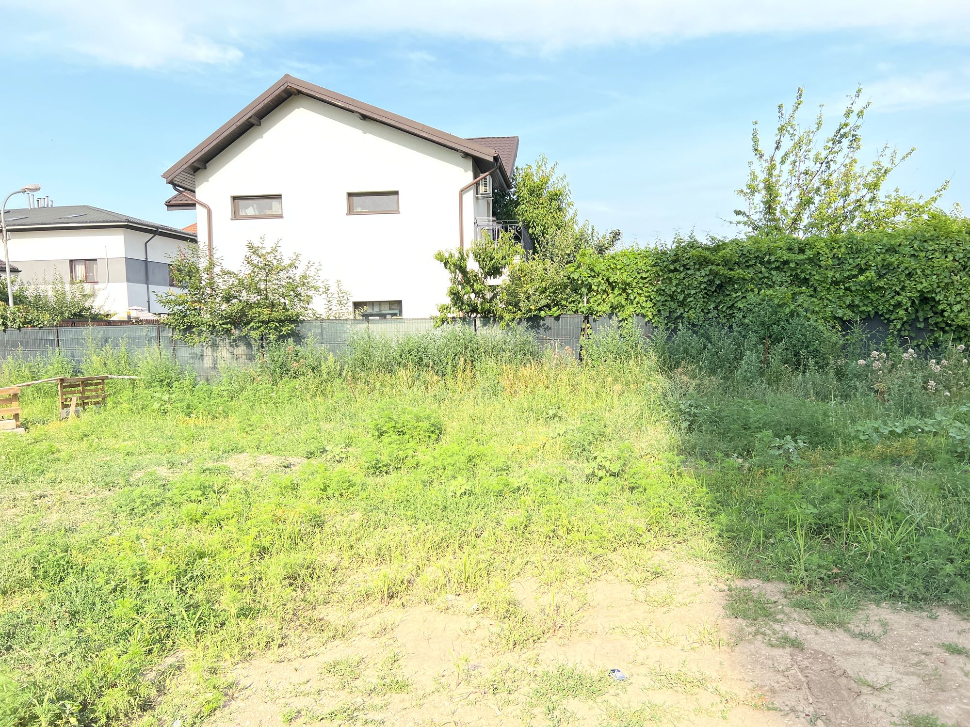 Ambrozie in Strada Acvilei 42, Roșu, Comuna Chiajna, Județul Ilfov - image.jpg