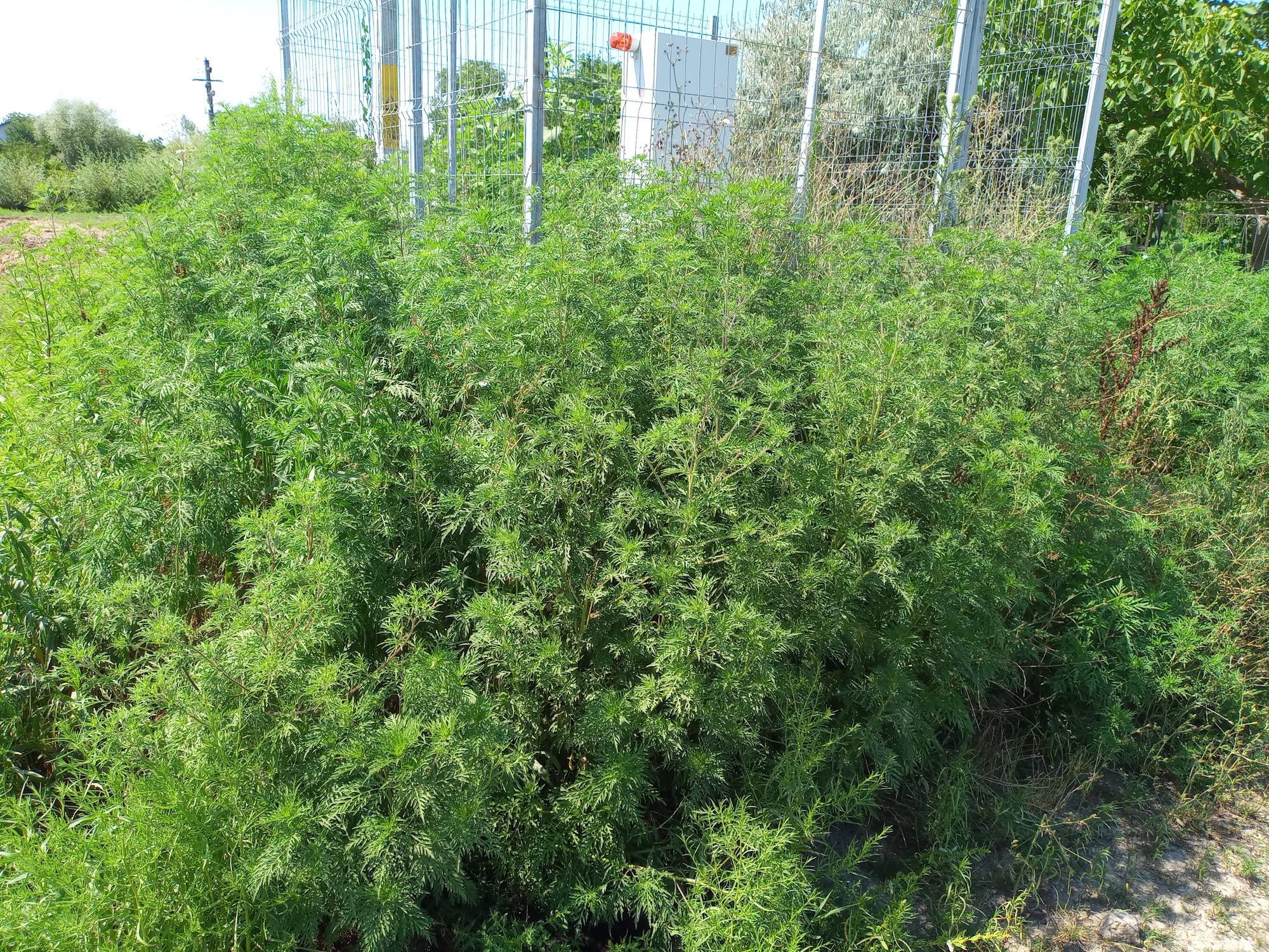 Ambrozie in Strada Lungă 20, Holboca, Comuna Holboca, Județul Iași - inbound5162231897874668606.jpg