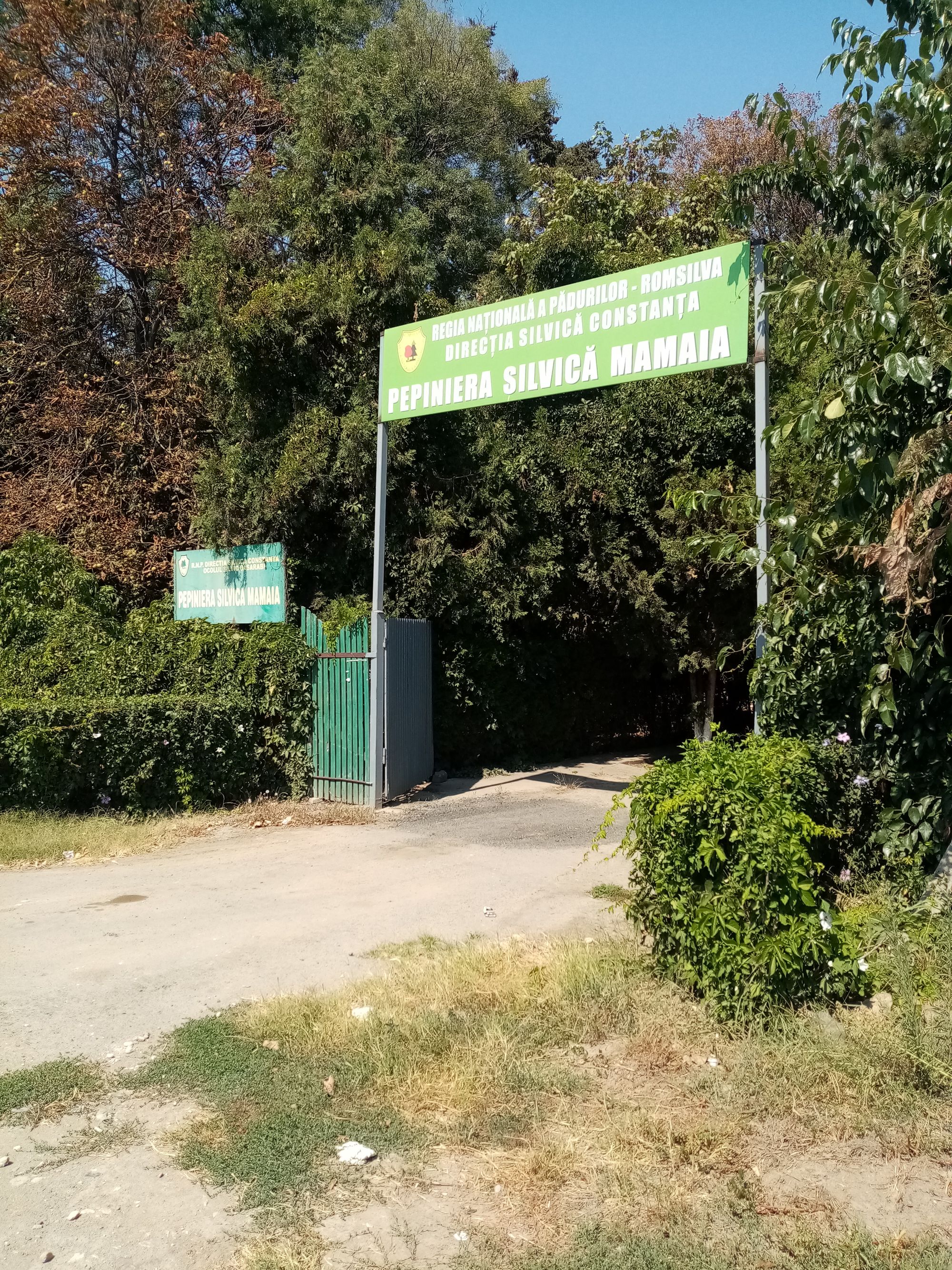 Ambrozie in Mamaia-Sat, Navodari, Constanța - IMG_20230828_124530.jpg