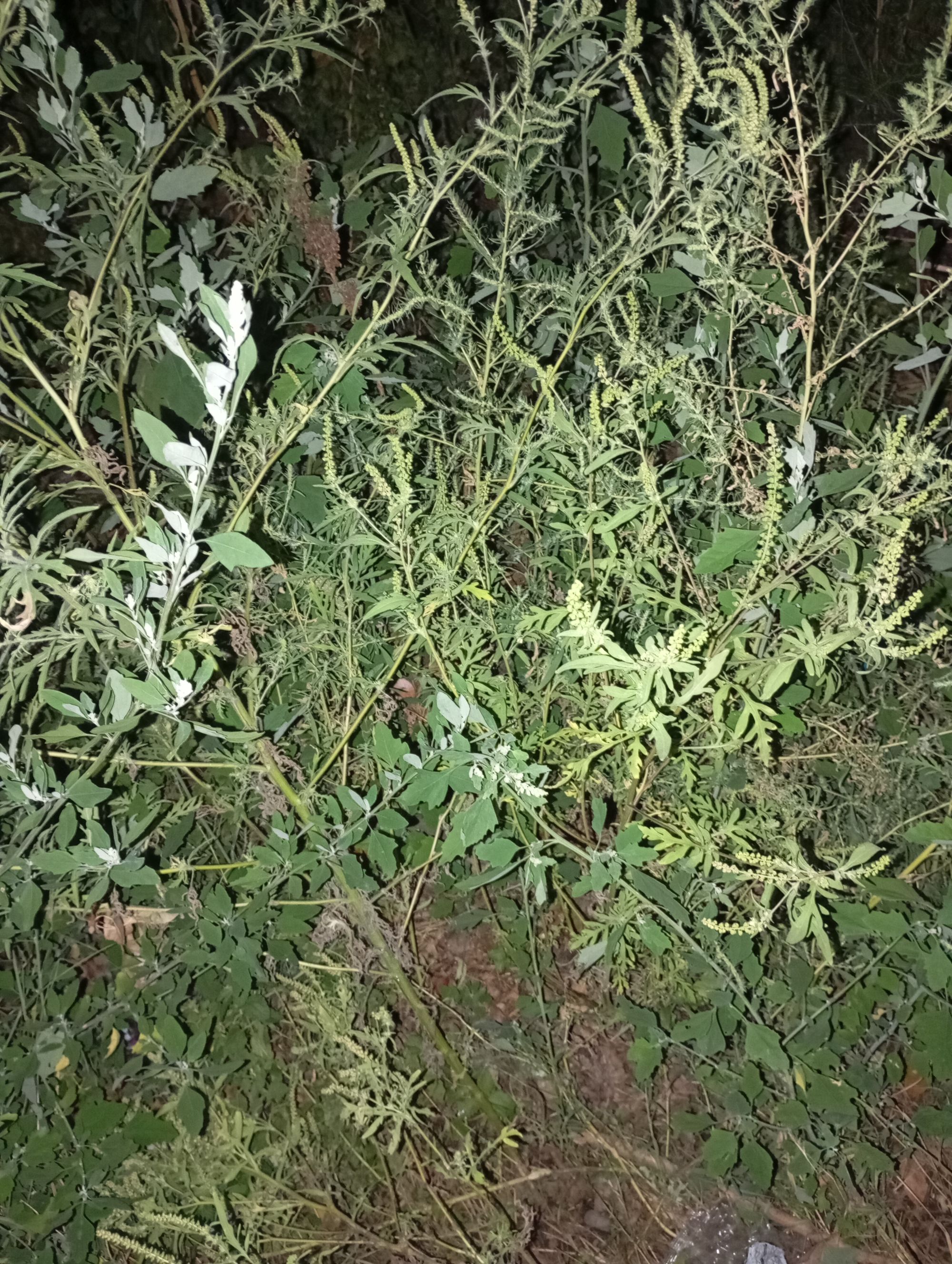 Ambrozie in Strada Străpungere Silvestru 13, Iași, Municipiu Iaşi, Județul Iași - IMG_20250913_205651.jpg