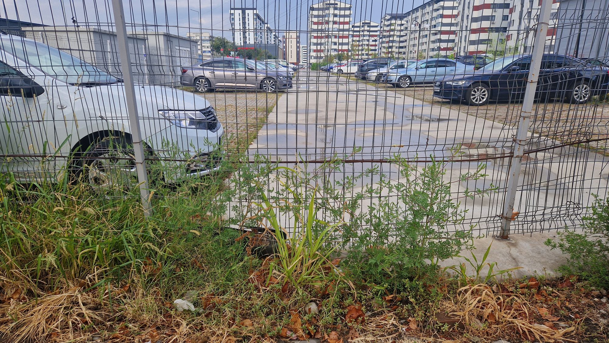Ambrozie in Strada Tineretului 13, Chiajna, Comuna Chiajna, Județul Ilfov