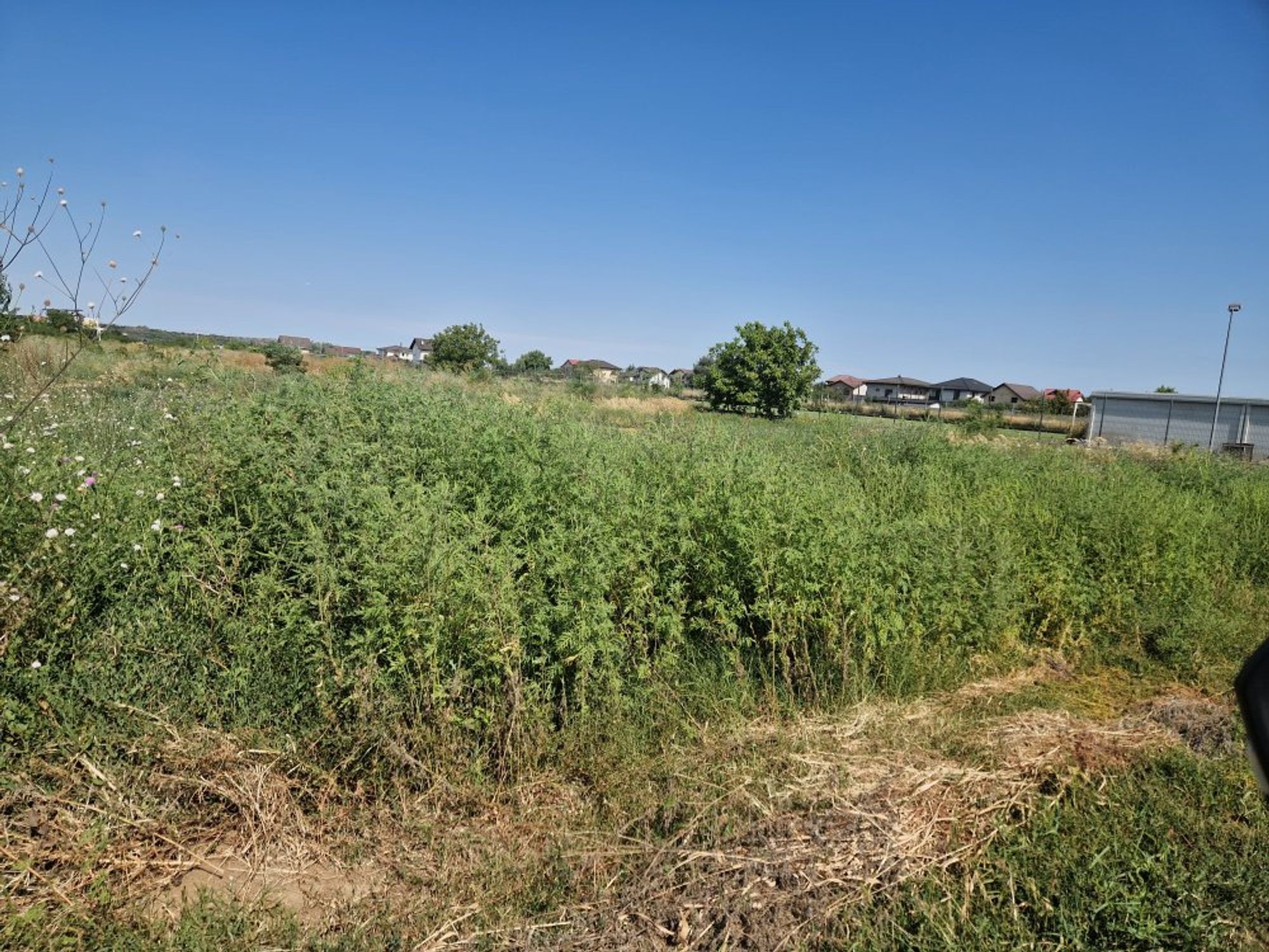 Ambrozie in Strada Ulmului 23A, Dragomirești-Deal, Comuna Dragomirești-Vale, Județul Ilfov