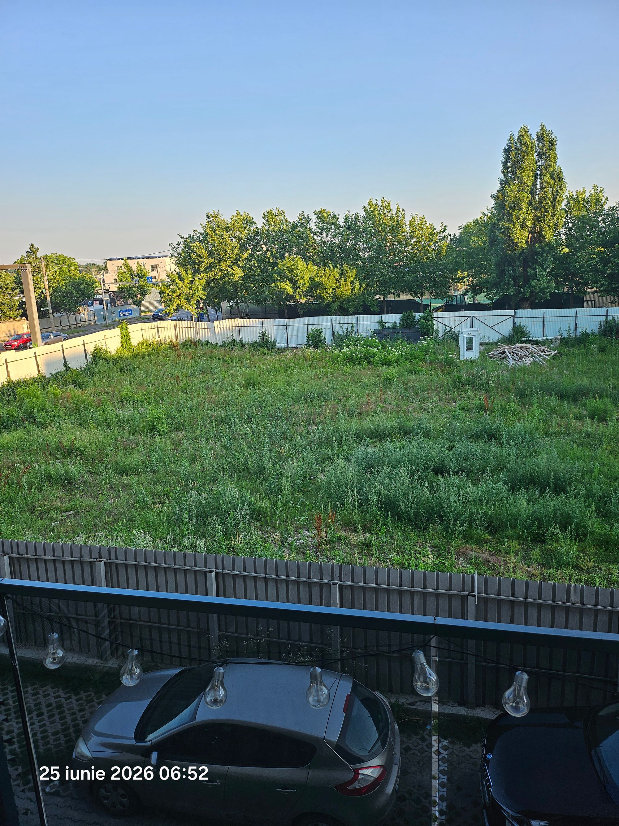 Ambrozie in Șoseaua București - Târgoviște 44, Mogoșoaia, Municipiul București, București - 20260625_065233.jpg
