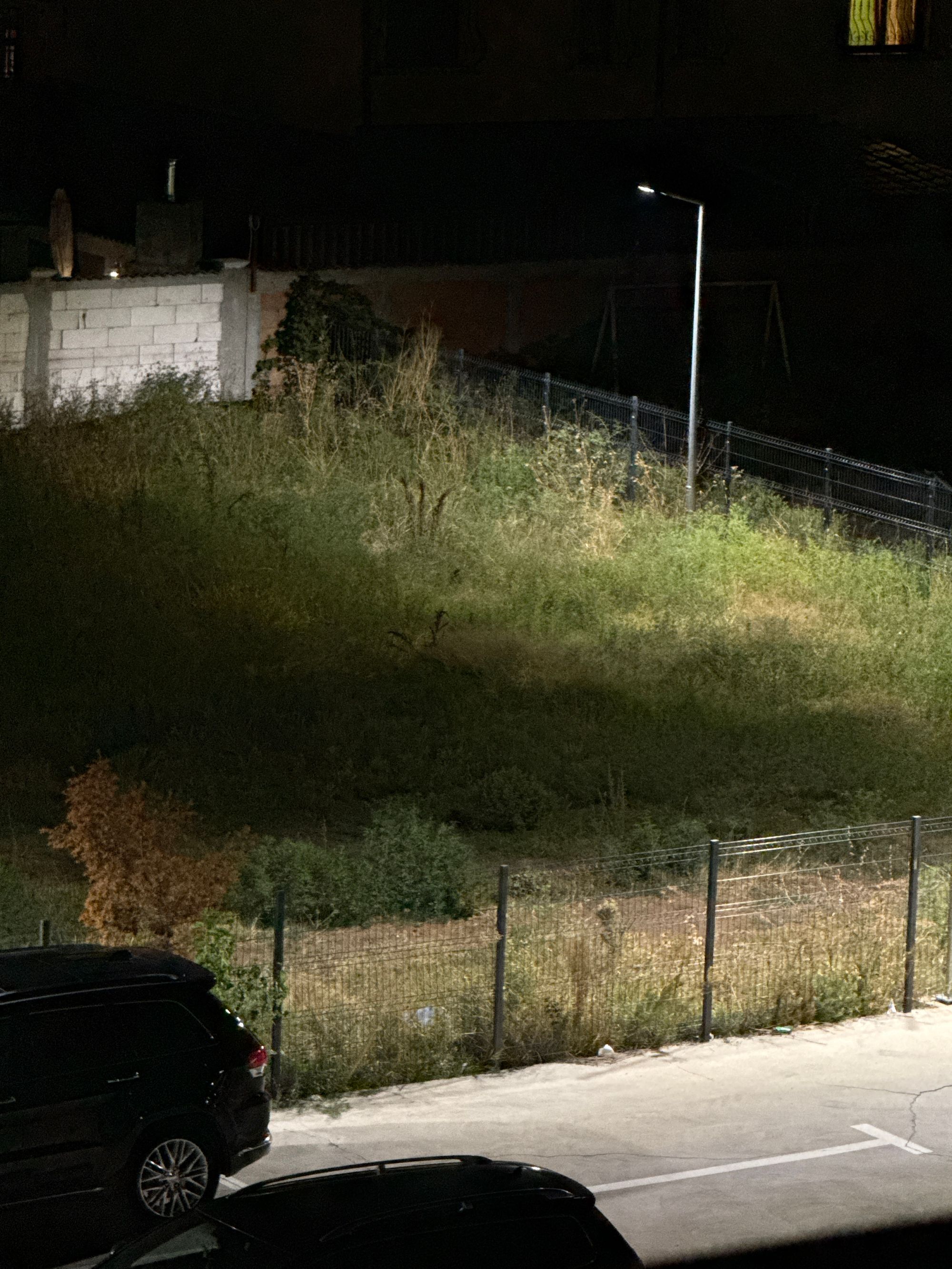 Ambrozie in Strada Doinei 69, București, Comuna Dobroești, Județul Ilfov - image.jpg