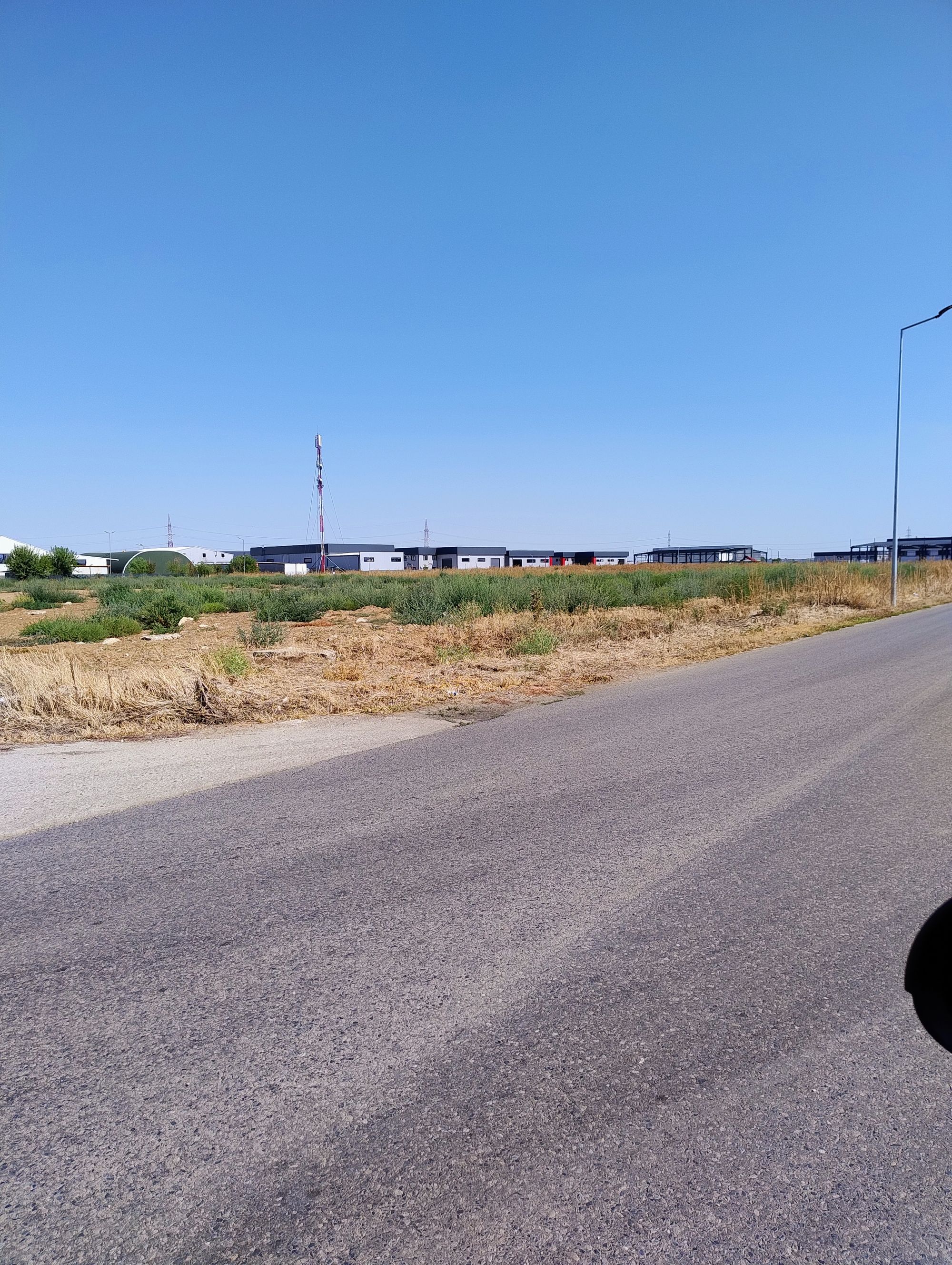 Ambrozie in Domnești, Comuna Domnești, Județul Ilfov - IMG_20250821_155601169_AE.jpg