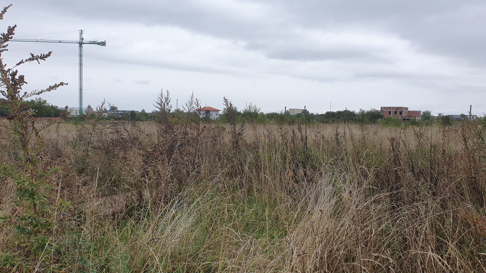 Ambrozie in Strada Zaharia Carcalechi 23, Brașov, Municipiu Braşov, Județul Brașov - 20251002_133444.jpg