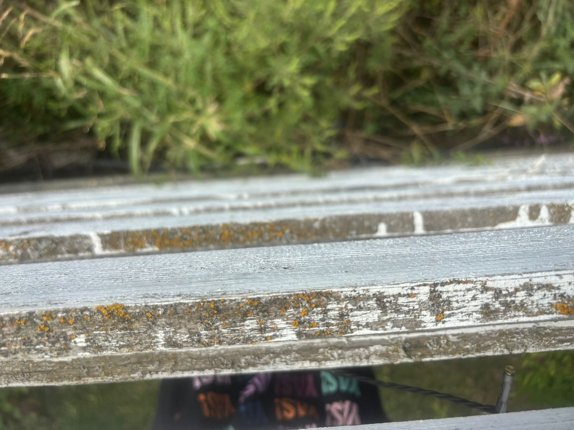 Ambrozie in Strada Vănâtorilor 23, Mogoșoaia, Comuna Mogoșoaia, Județul Ilfov - 6bfa1303-7f05-405b-813f-2131a1dde500.jpeg