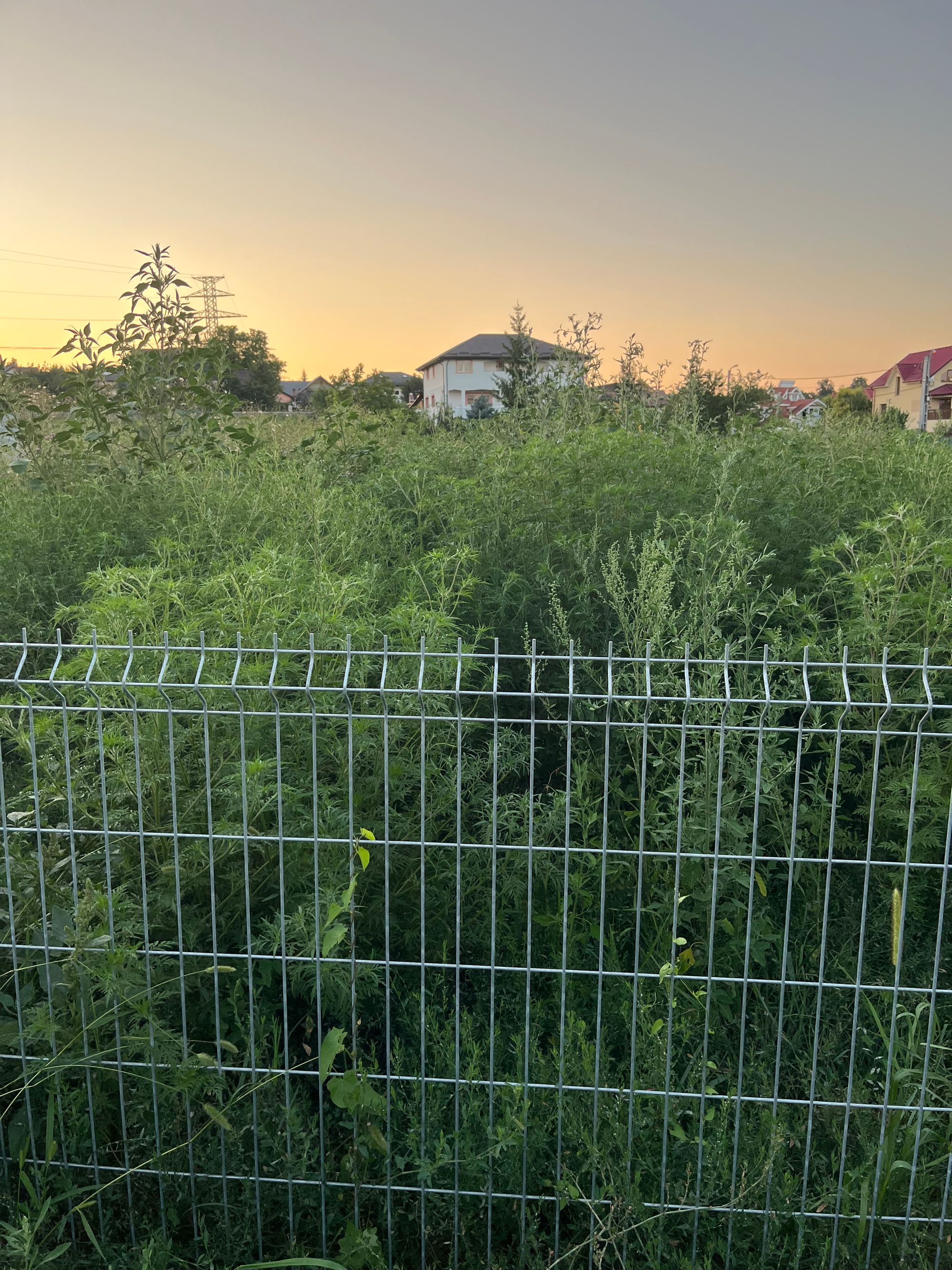 Ambrozie in Aleea Tudor Neculai 50, Iași, Municipiu Iaşi, Județul Iași