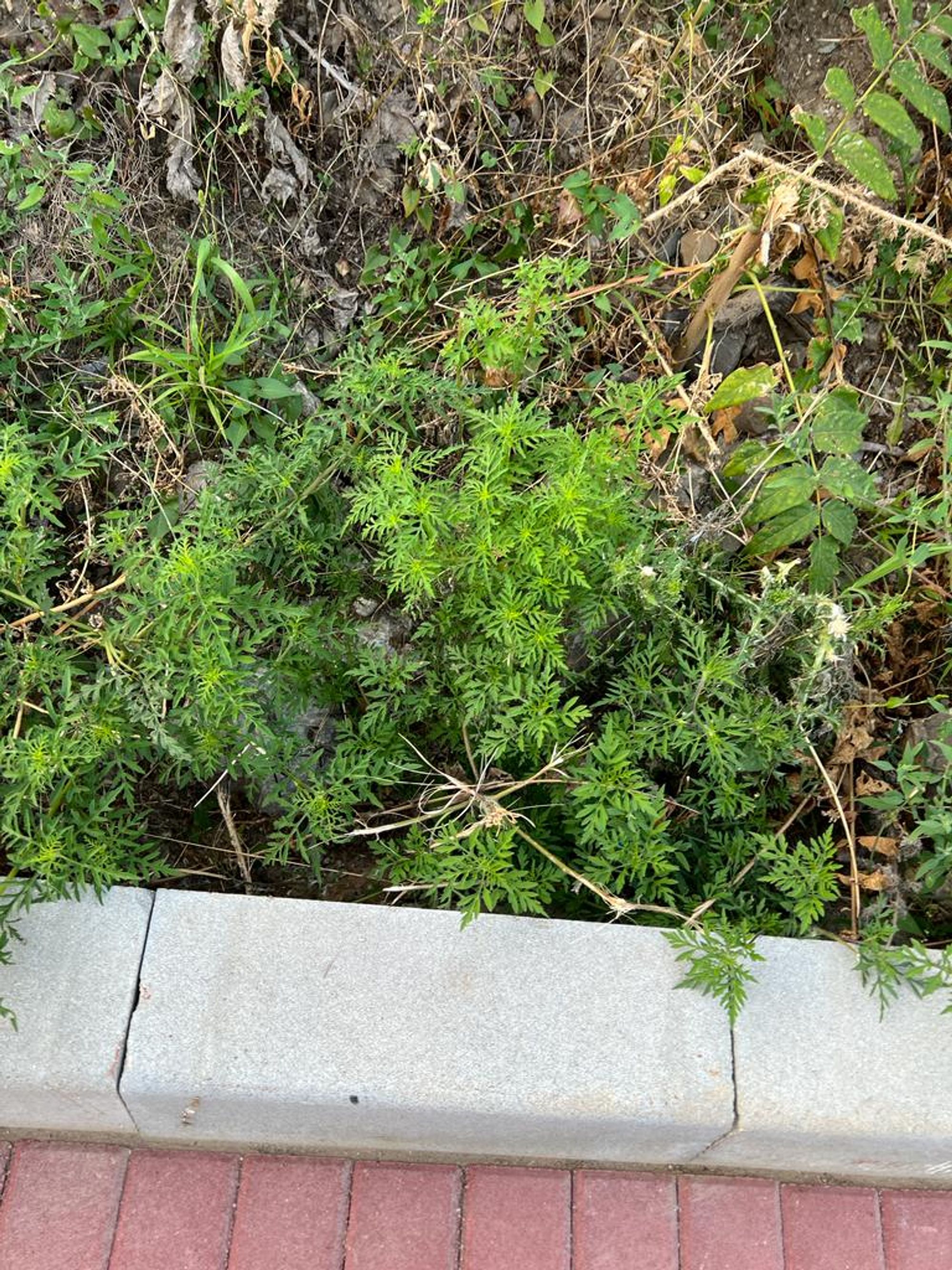 Ambrozie in Strada Victor Brauner 82, București, Municipiul București - inbound2775446277031596386.jpg