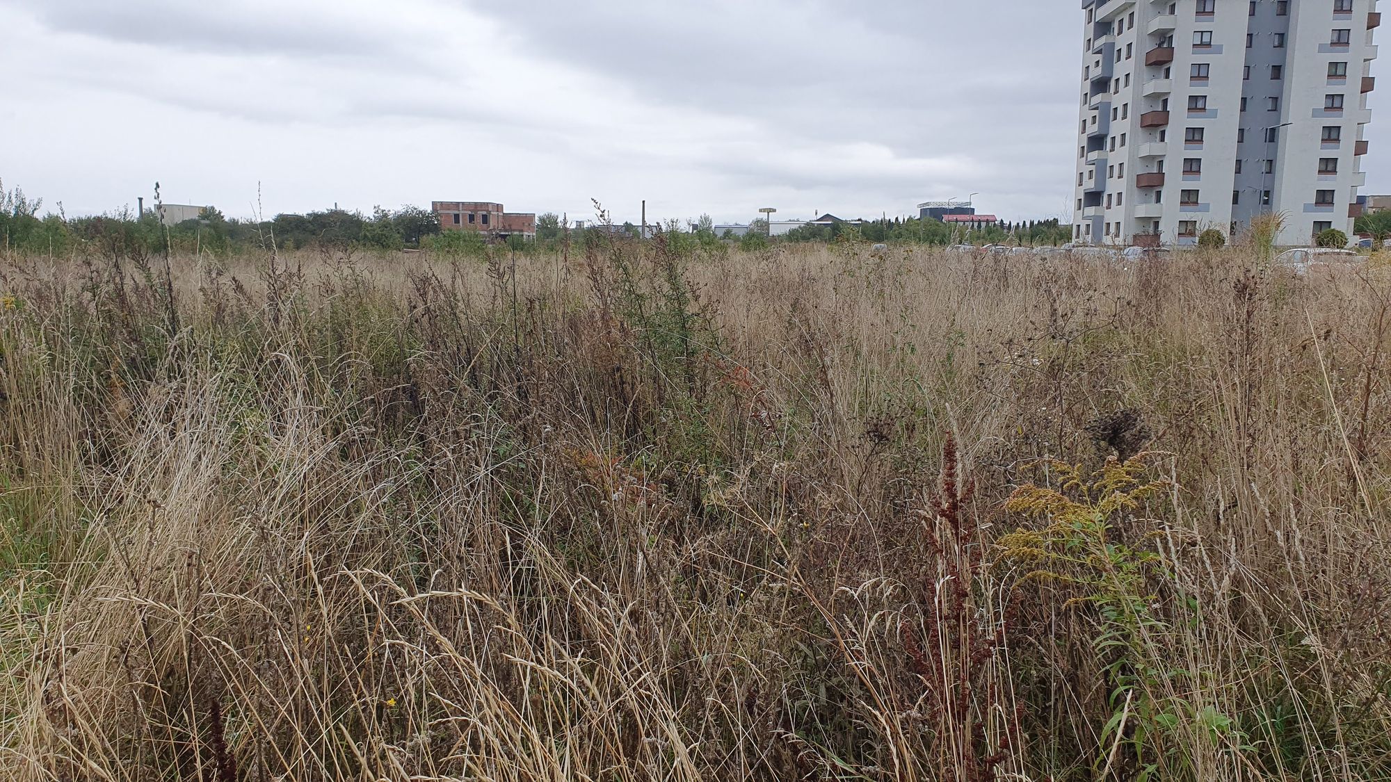 Ambrozie in Strada Zaharia Carcalechi 23, Brașov, Municipiu Braşov, Județul Brașov - 20251002_133446.jpg