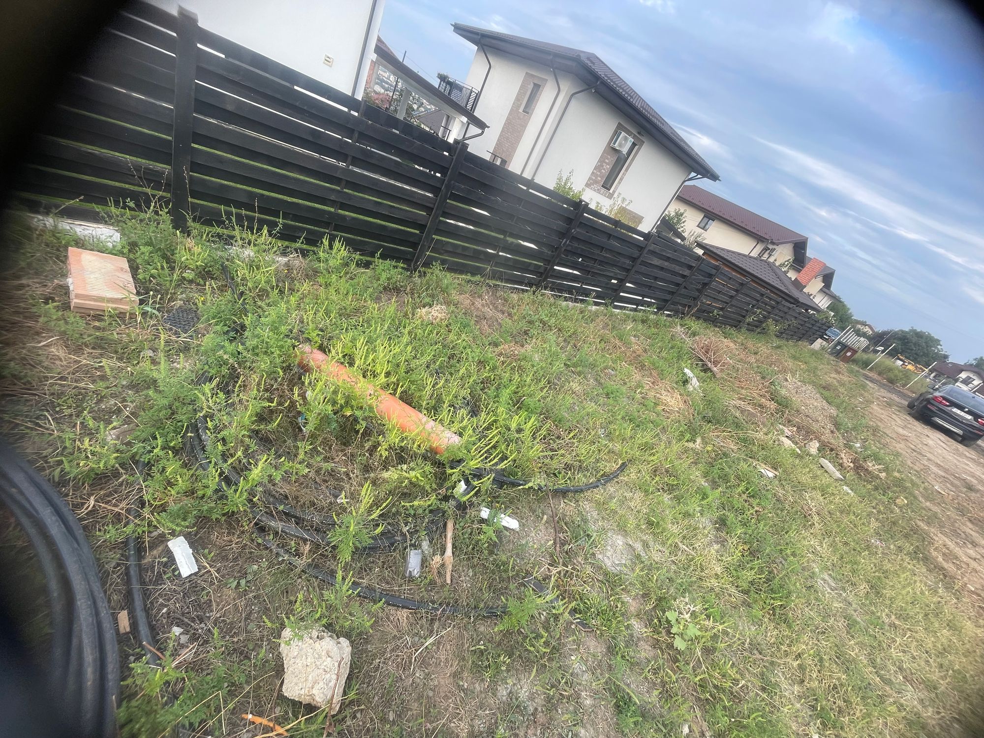 Ambrozie in Iași, Județul Iași - IMG_6210.jpeg