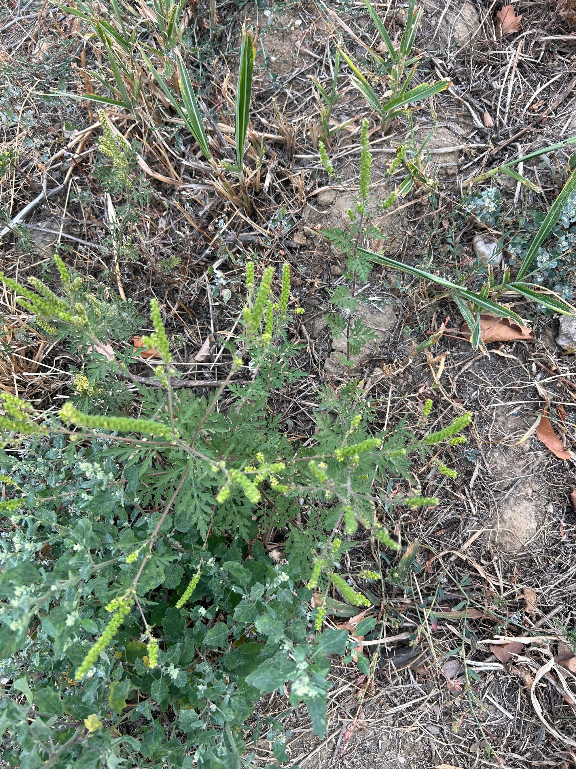 Ambrozie in Strada Victor Brauner 25, București, Municipiul București - IMG_7630.jpeg