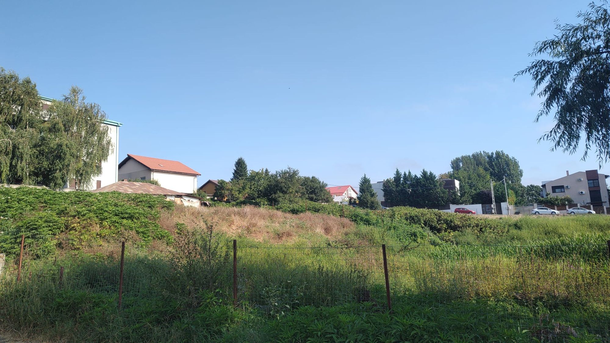 Ambrozie in Strada Erou Chivu Dumitru 6, Voluntari, Oraș Voluntari, Județul Ilfov