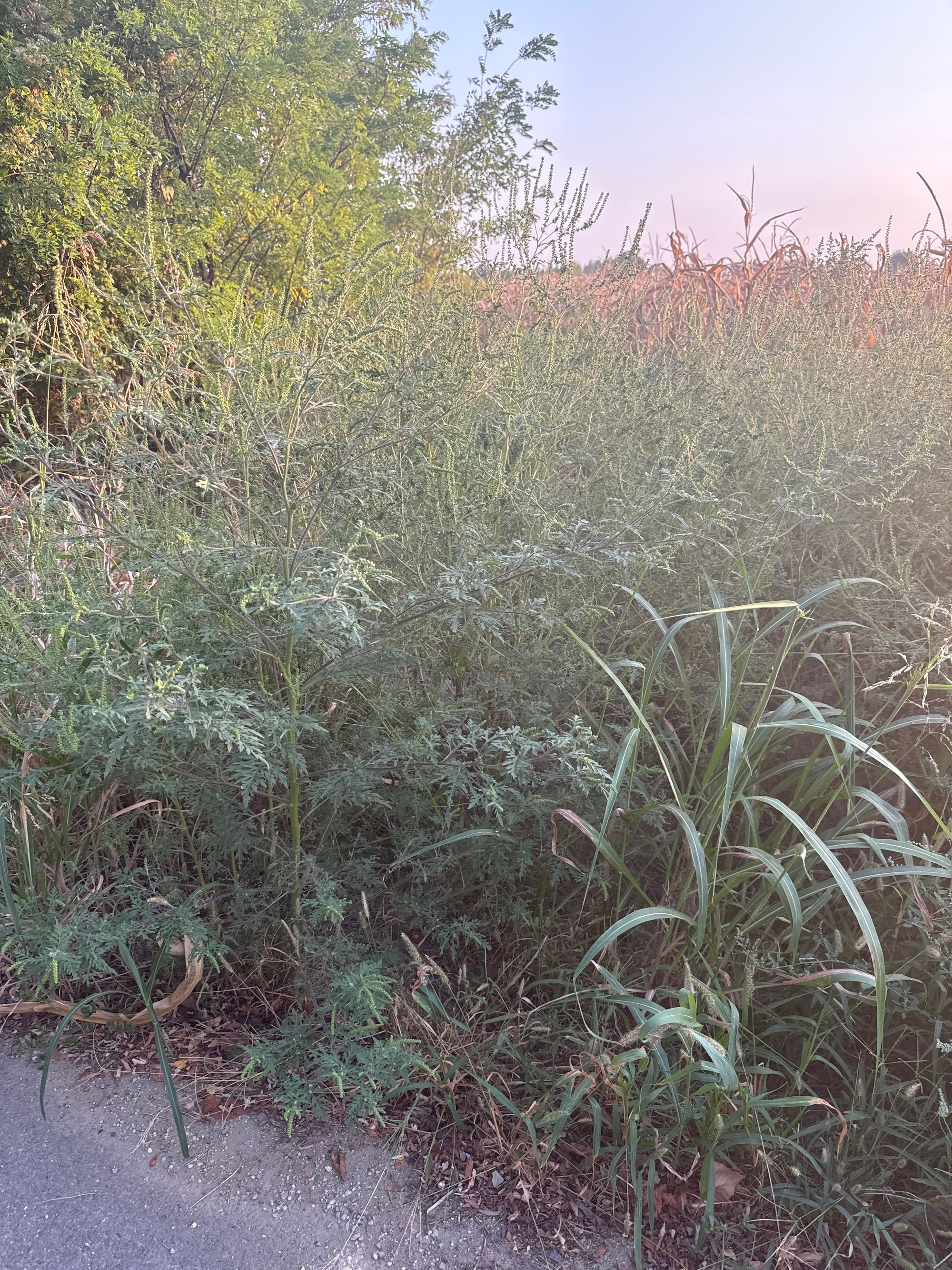 Ambrozie in Strada Primăverii 25, Joița, Comuna Joița, Județul Giurgiu - image.jpg
