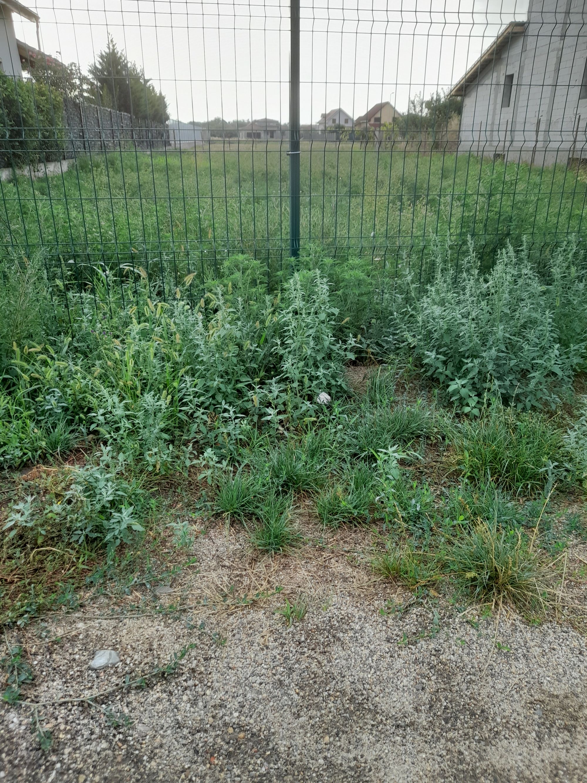 Ambrozie in Strada Rândunicii 64, Arad, Municipiu Arad, Județul Arad - 20250822_080619.jpg