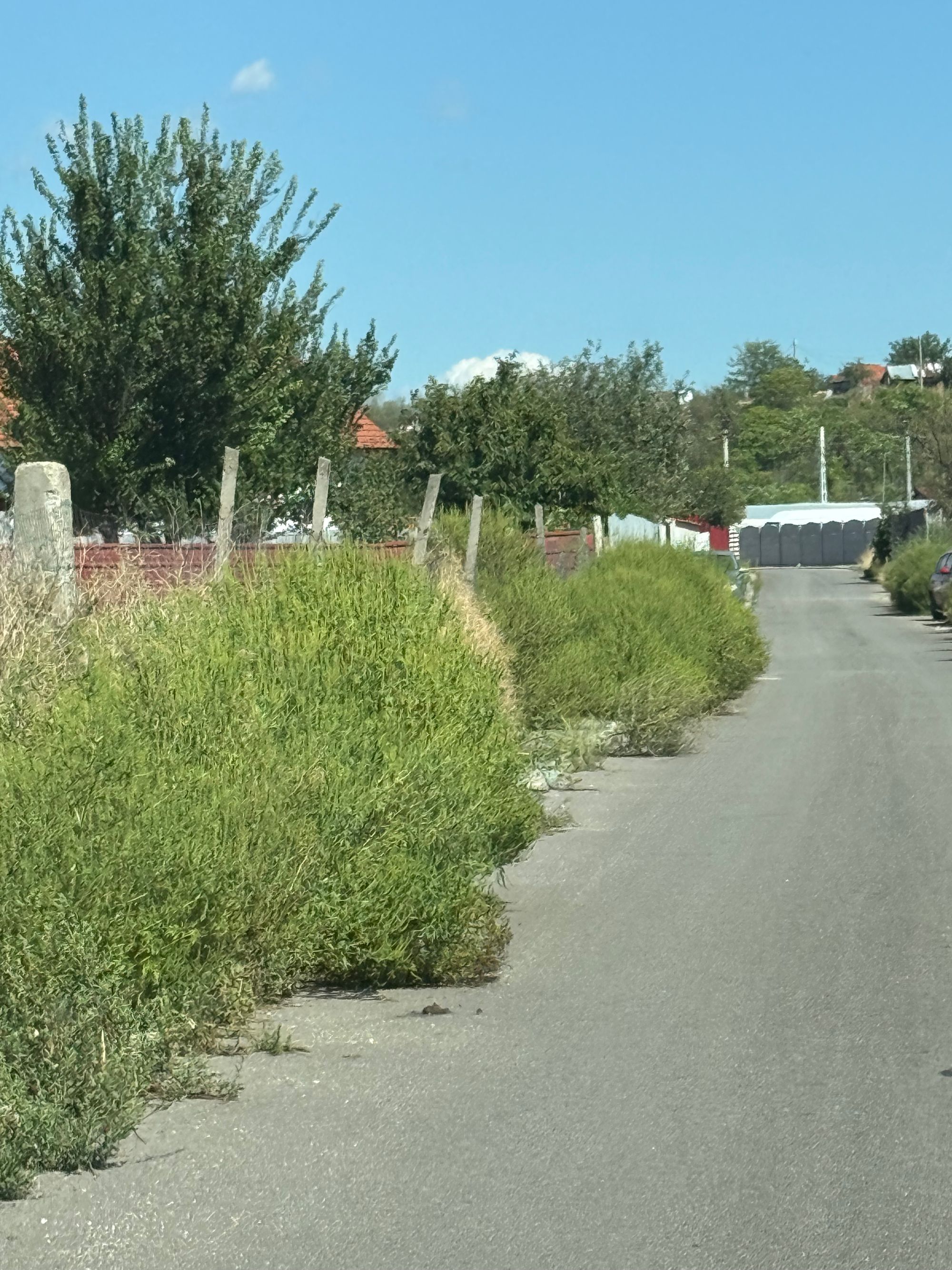 Ambrozie in Cerneți, Comuna Șimian, Județul Mehedinți - IMG_4481.jpeg