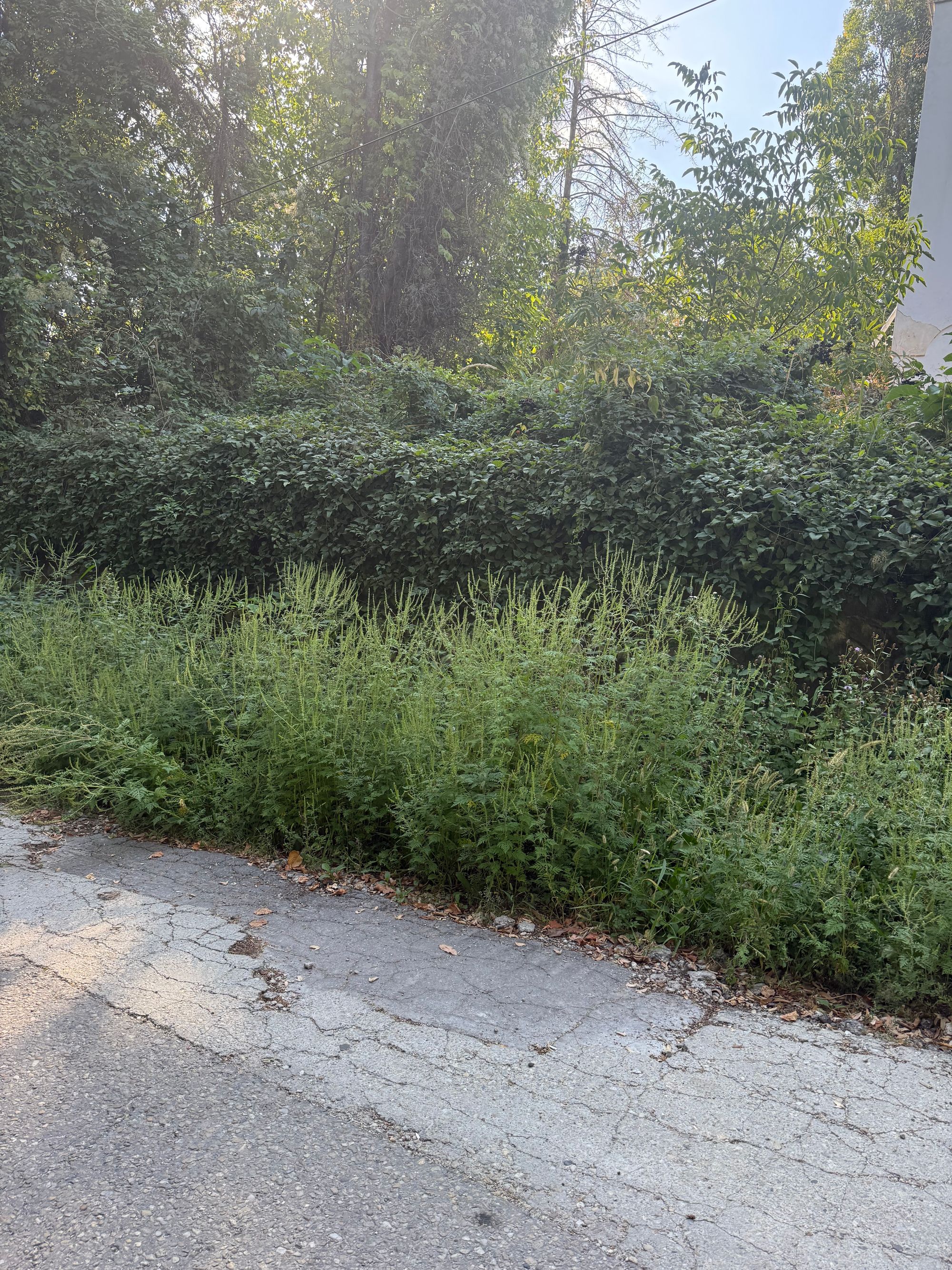 Ambrozie in Aleea Stațiunii 35, Ștefăneștii Noi, Oraş Ştefăneşti, Județul Argeș - IMG_3918.jpeg
