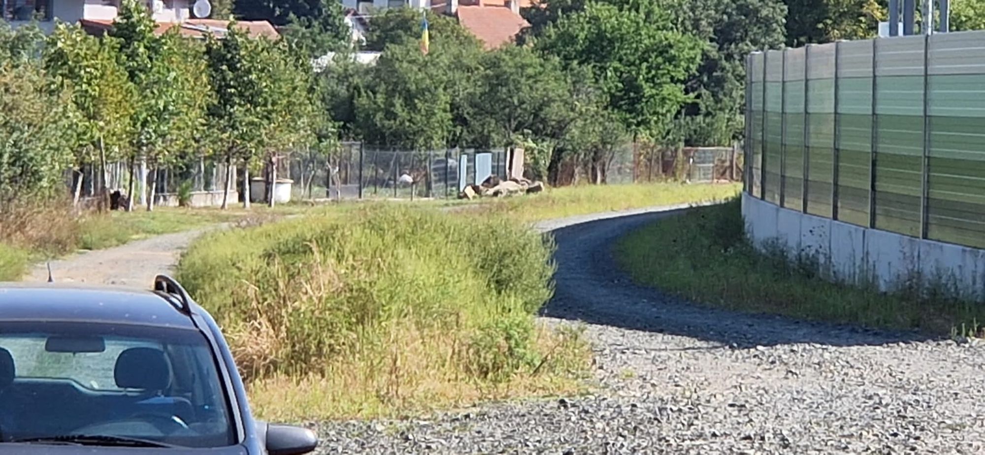 Ambrozie in Șoimoș, Oraş Lipova, Județul Arad - WhatsApp Image 2025-09-02 at 10.40.54.jpeg