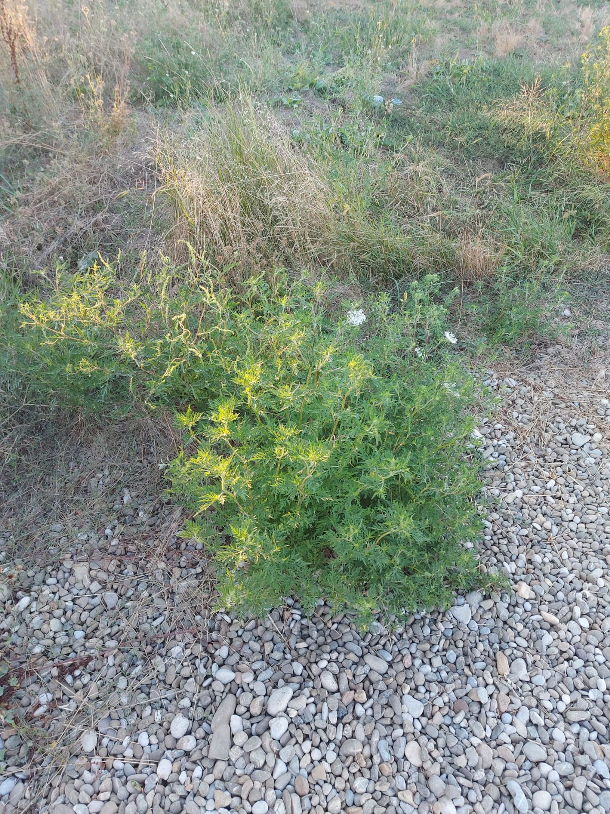 Ambrozie in Strada Nalbei 24, Dumbrăveni, Comuna Balotești, Județul Ilfov - 1000043390.jpg