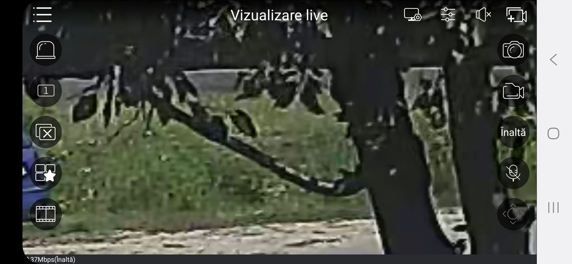 Ambrozie in DJ100D 934, Bănești, Comuna Bănești, Județul Prahova - inbound1954331669547456673.jpg