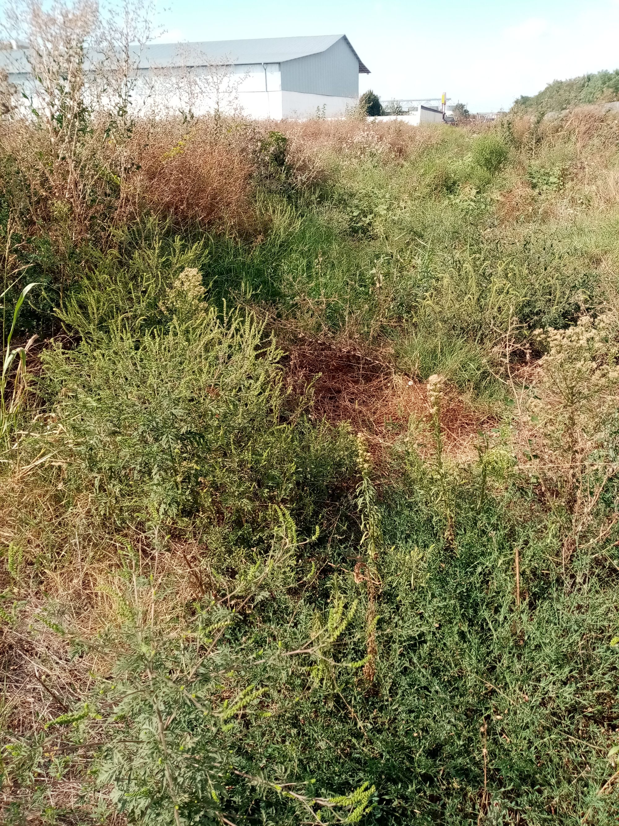 Ambrozie in Lumina, Comuna Lumina, Județul Constanța - IMG_20230901_155104.jpg