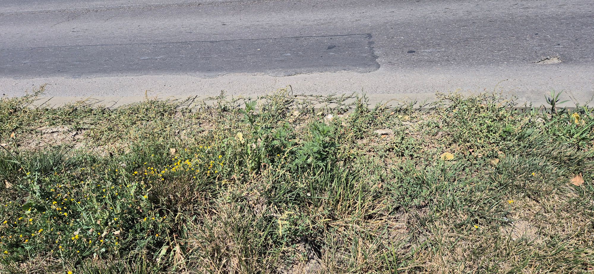 Ambrozie in Iași, Municipiu Iași, Județul Iași