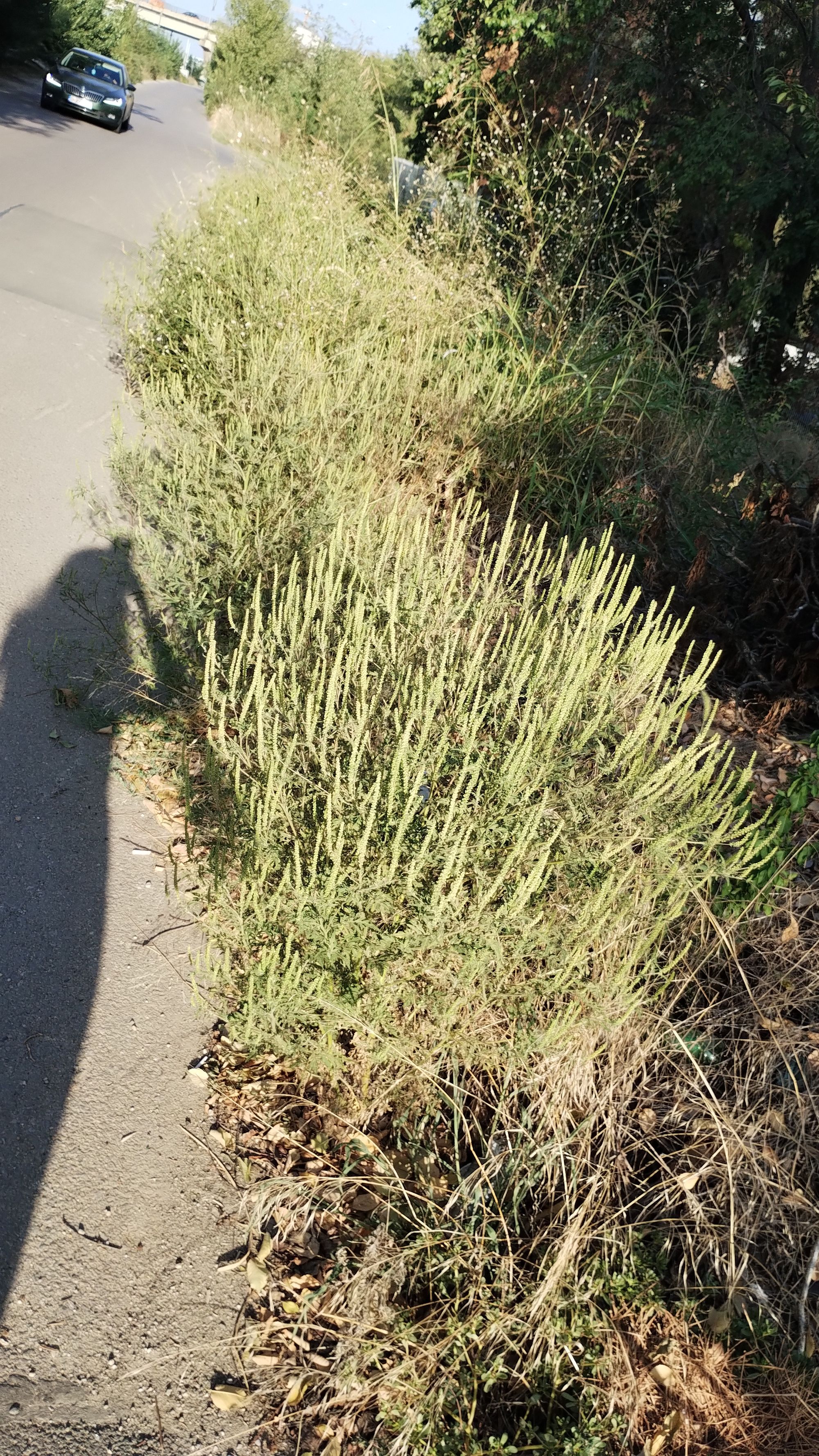 Ambrozie in Bulevardul Pipera 2, Voluntari, Oraş Voluntari, Județul Ilfov - 1000019756.jpg