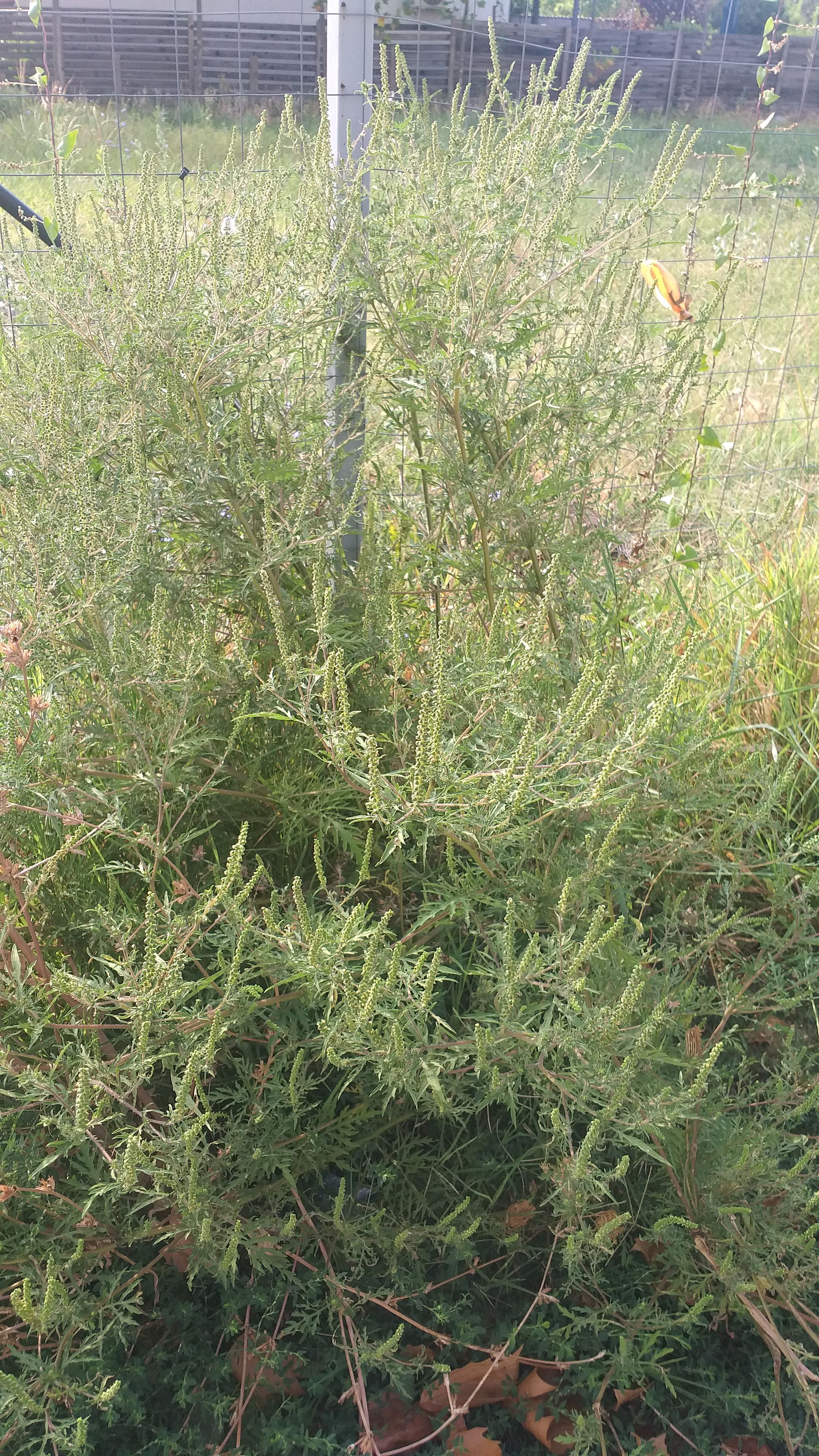 Ambrozie in Strada Apeductului 2, Roșu, Comuna Chiajna, Județul Ilfov - 20230825_094431.jpg