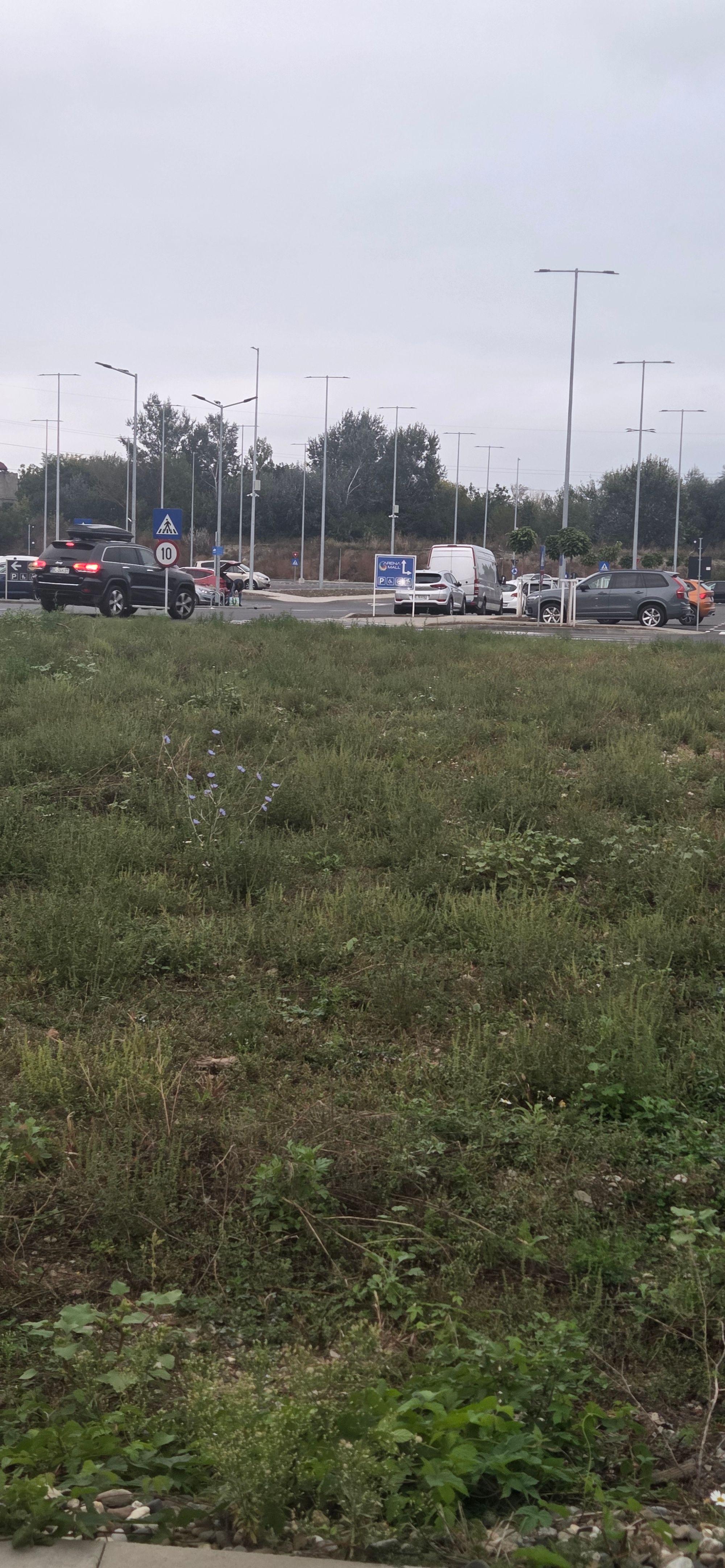 Ambrozie in Strada Ștefan cel Mare 32 A, Bacău, Municipiu Bacău, Județul Bacău