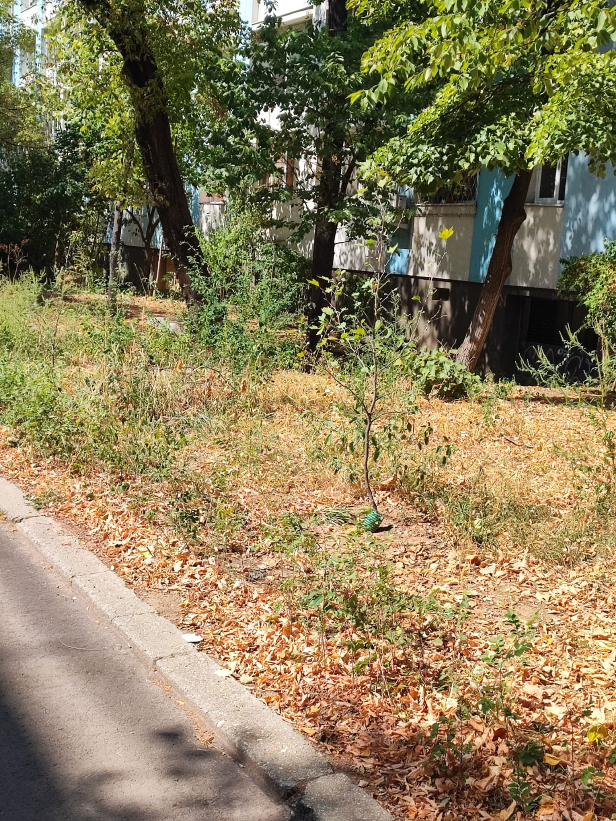 Ambrozie in Aleea Lunca Siretului 6, București, Municipiul București - inbound7586267944734201541.jpg