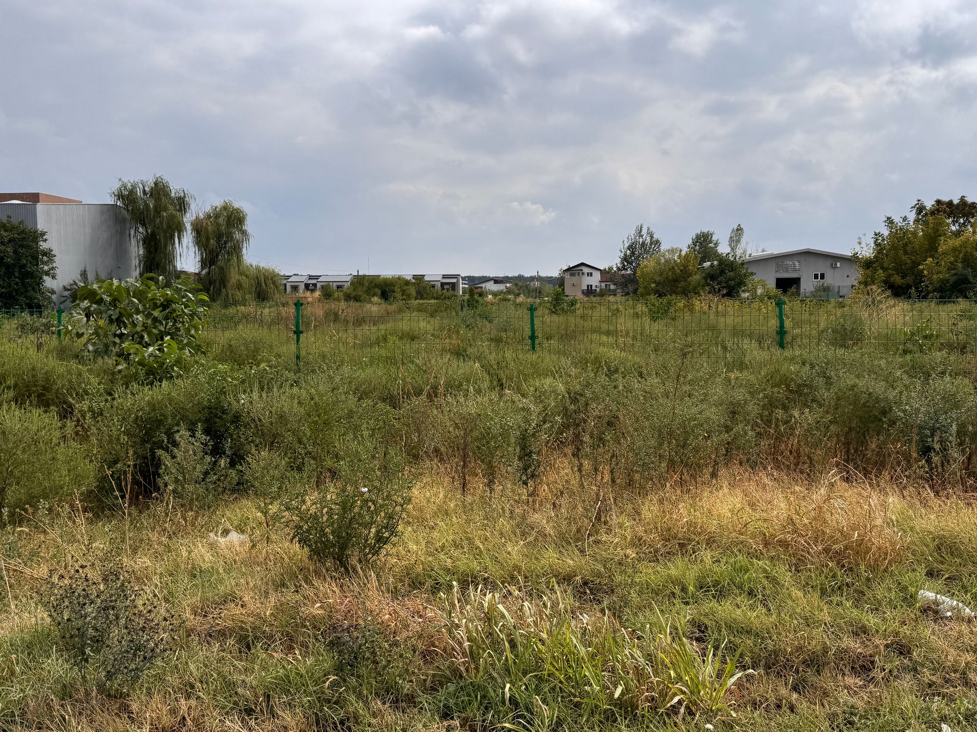 Ambrozie in Șoseaua Odăii 17, București, Municipiul București - IMG_2074.jpeg