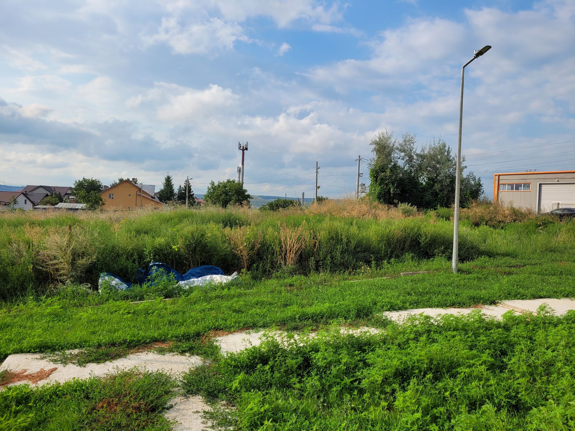 Ambrozie in Str. Ciorchinilor 15, Valea Lupului, Comuna Valea Lupului, Județul Iași - 20250811_085641.jpg