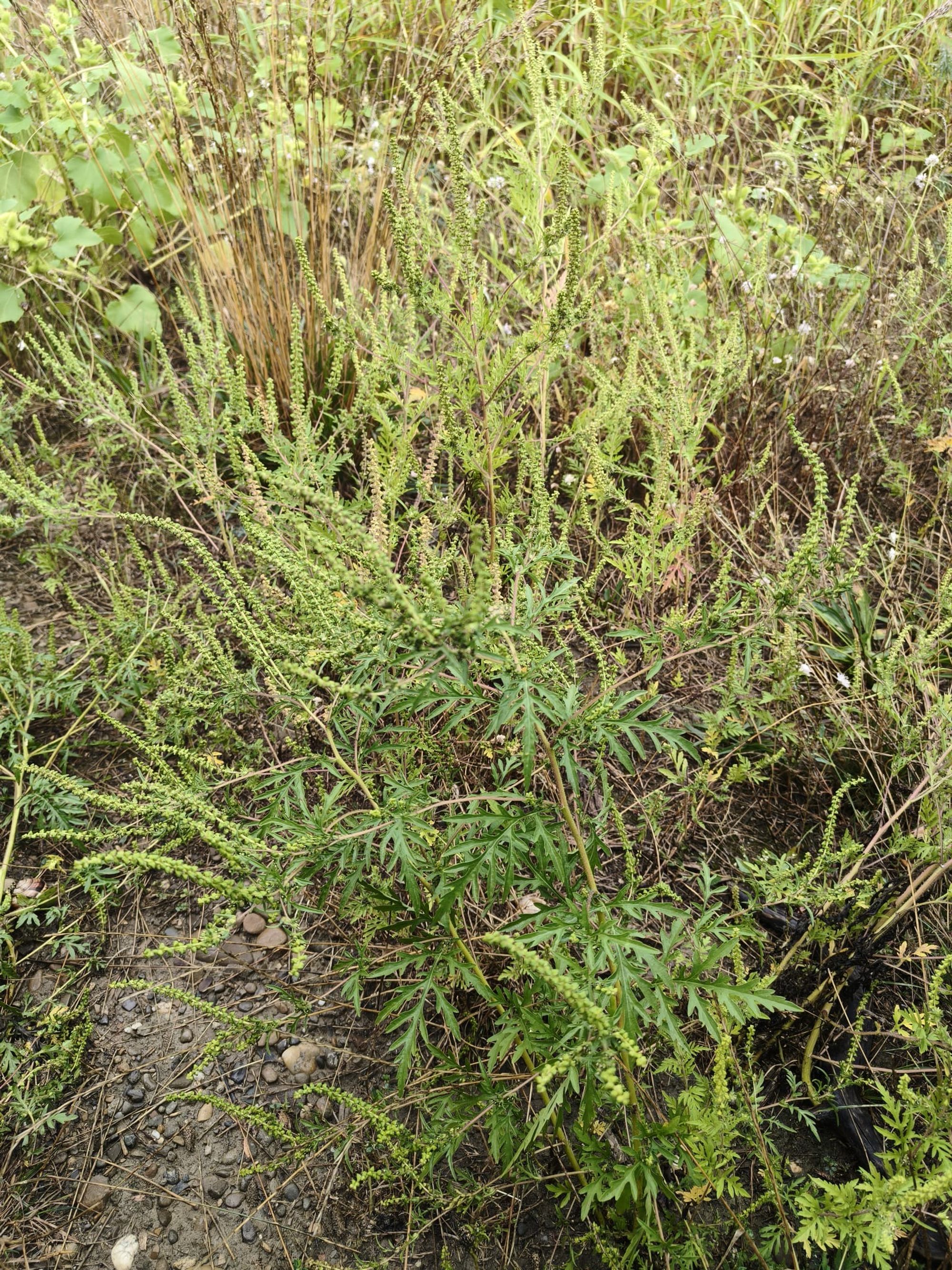 Ambrozie in Iași, Județul Iași - 291c49a9-3a26-404d-ad26-a8902974035a.jpeg