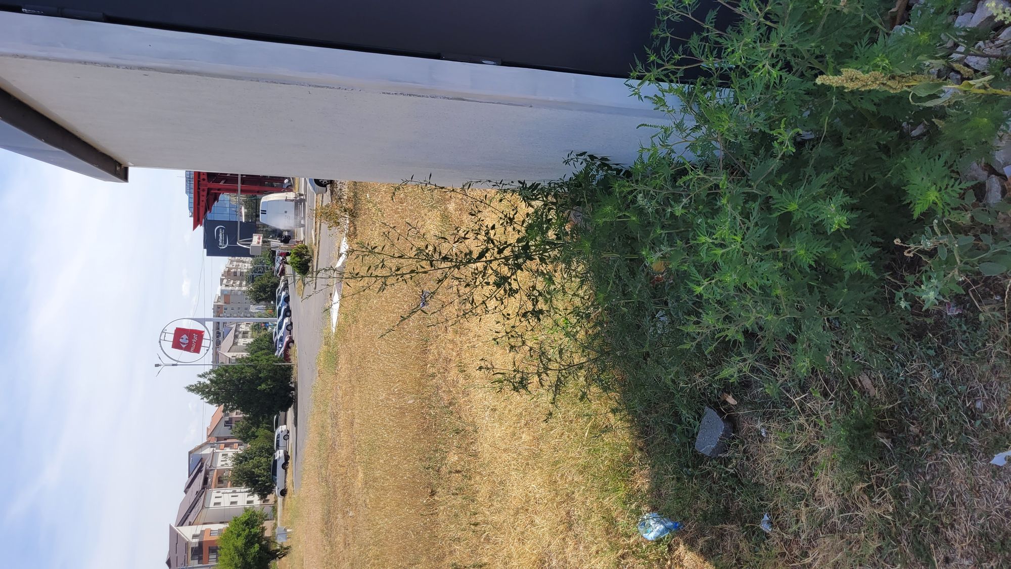 Ambrozie in Ploiești, Municipiu Ploieşti, Județul Prahova - 20230905_124114.jpg