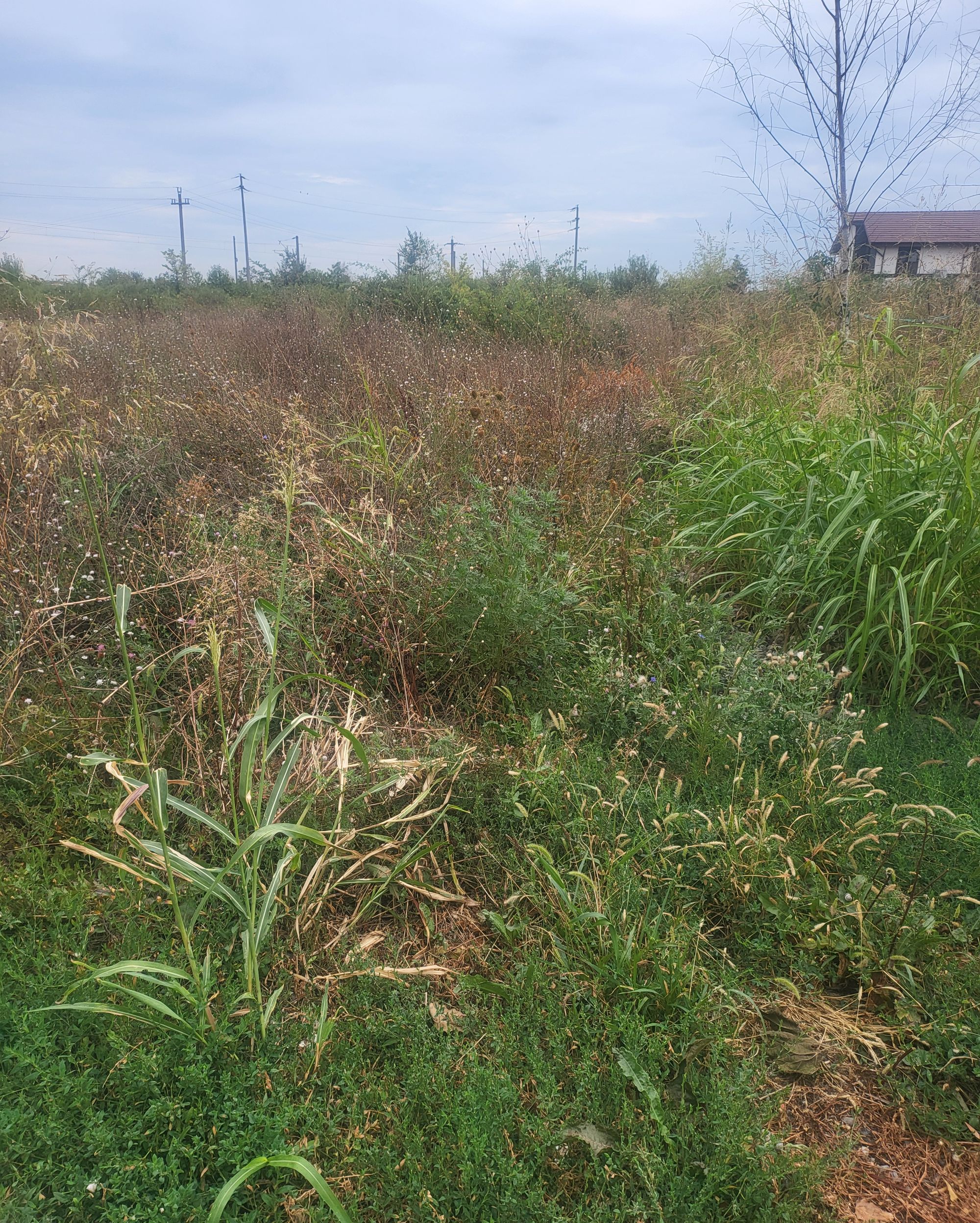 Ambrozie in Strada Ecaterina Teodoroiu 14J, Otopeni, Oraş Otopeni, Județul Ilfov - 20240830_081731.jpg