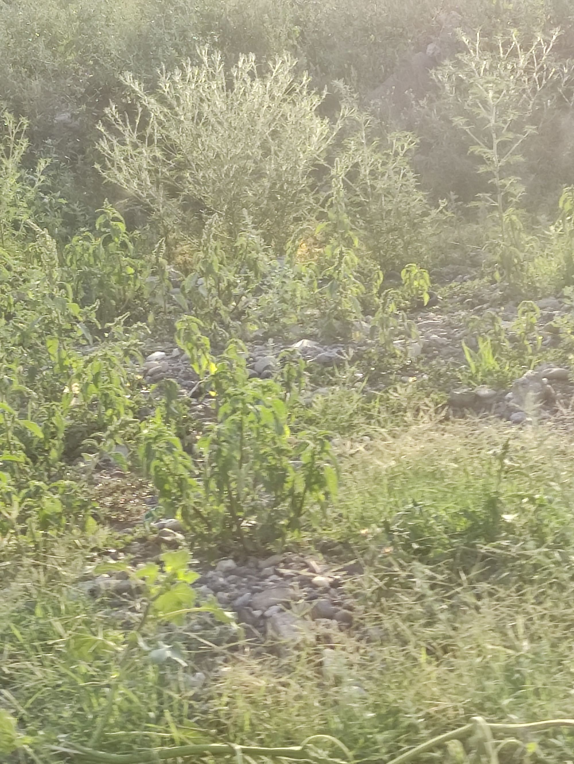 Ambrozie in Bulevardul Biruinței 63, Pantelimon, Oraş Pantelimon, Județul Ilfov - IMG_20230817_080519.jpg