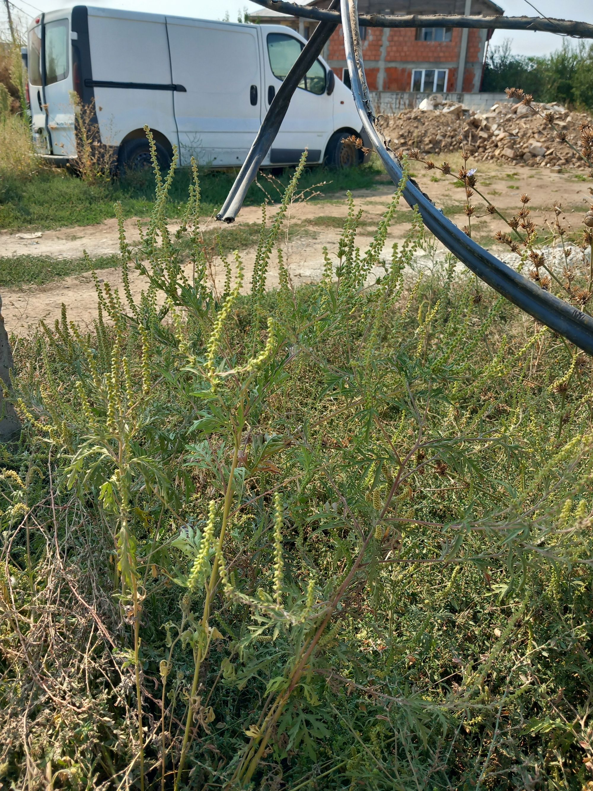 Ambrozie in Drumul Gării 148, Pantelimon, Oraș Pantelimon, Județul Ilfov - 1000008727.jpg