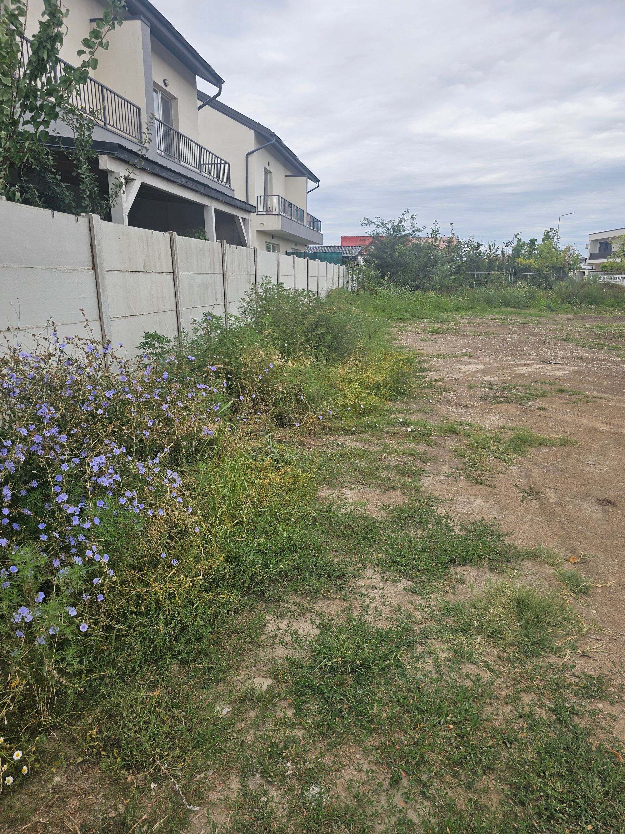 Ambrozie marcată de Voicu în Strada Mărțișor 72B, Bragadiru, Oraș Bragadiru, Județul Ilfov