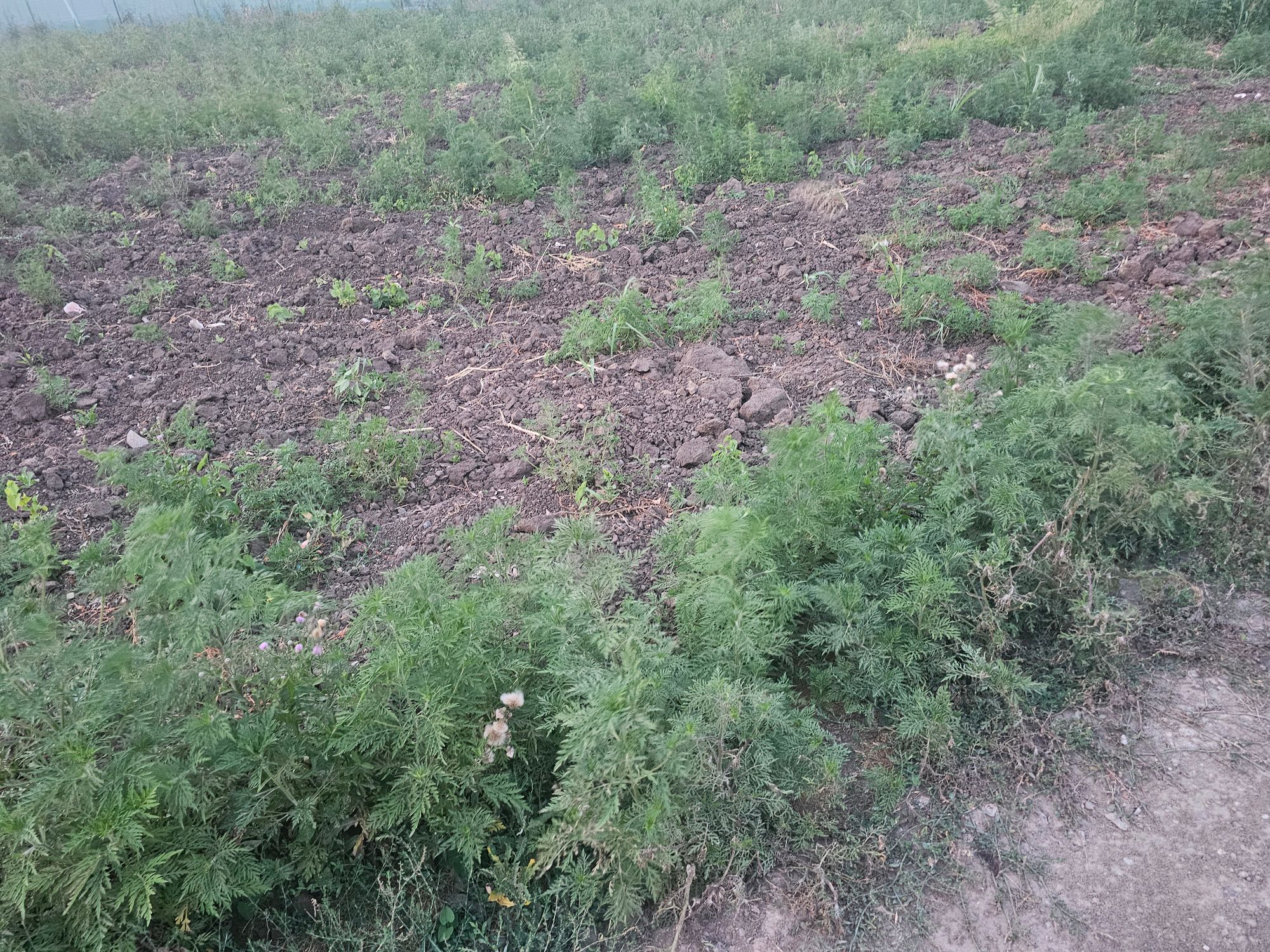 Ambrozie in Strada Fierarului 27E, Holboca, Comuna Holboca, Județul Iași
