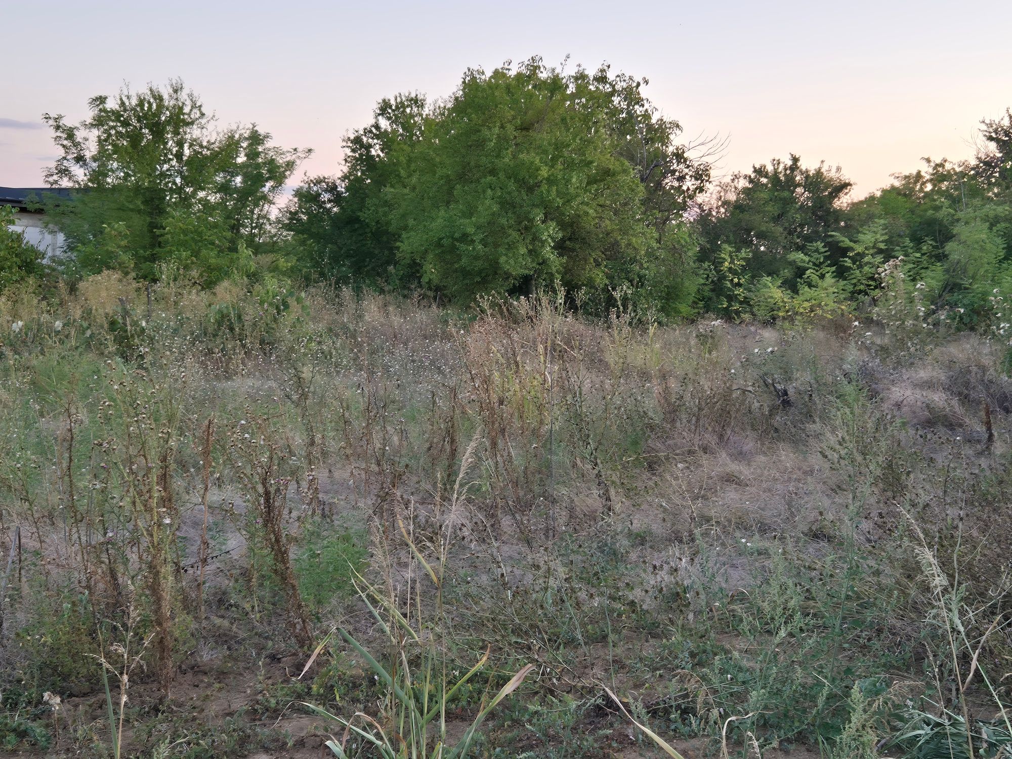 Ambrozie in Str. Modolea 10, Samurcași, Comuna Crevedia, Județul Dâmbovița - 20250825_200059.jpg