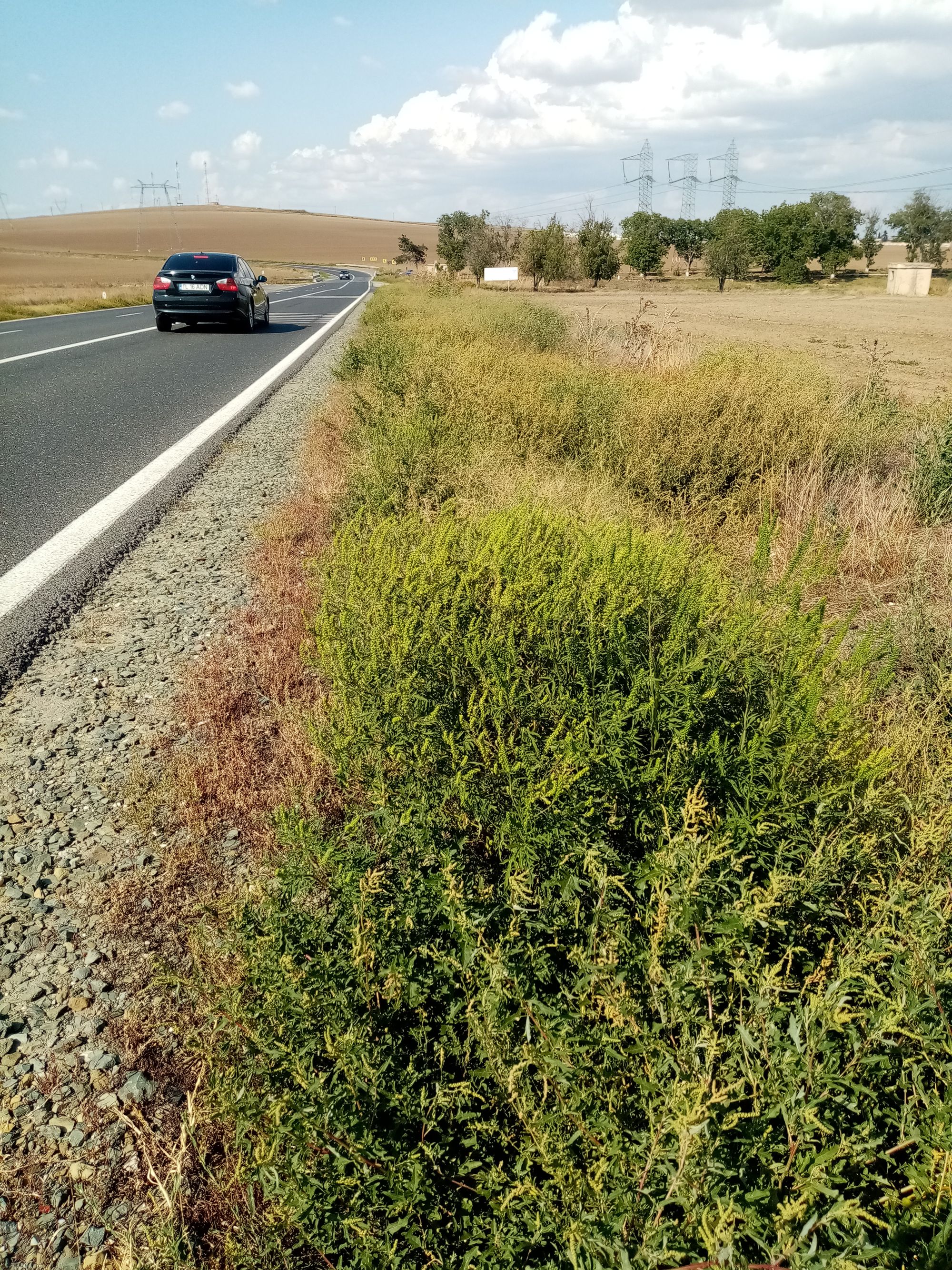 Ambrozie in Piatra, Mihail Kogalniceanu, Constanța - IMG_20230901_153555.jpg