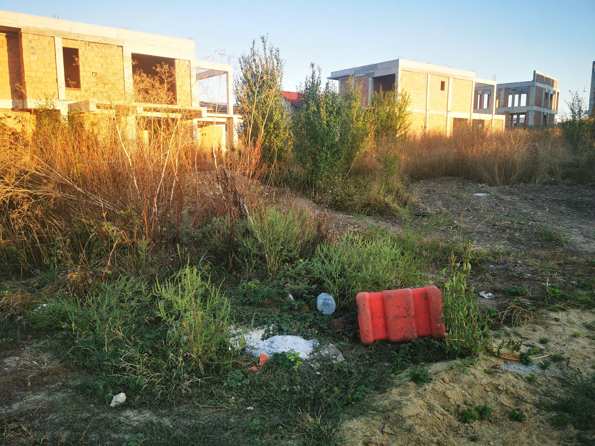 Ambrozie in Strada Paris 11, Tunari, Comuna Tunari, Județul Ilfov - IMG_20250915_185029.jpg