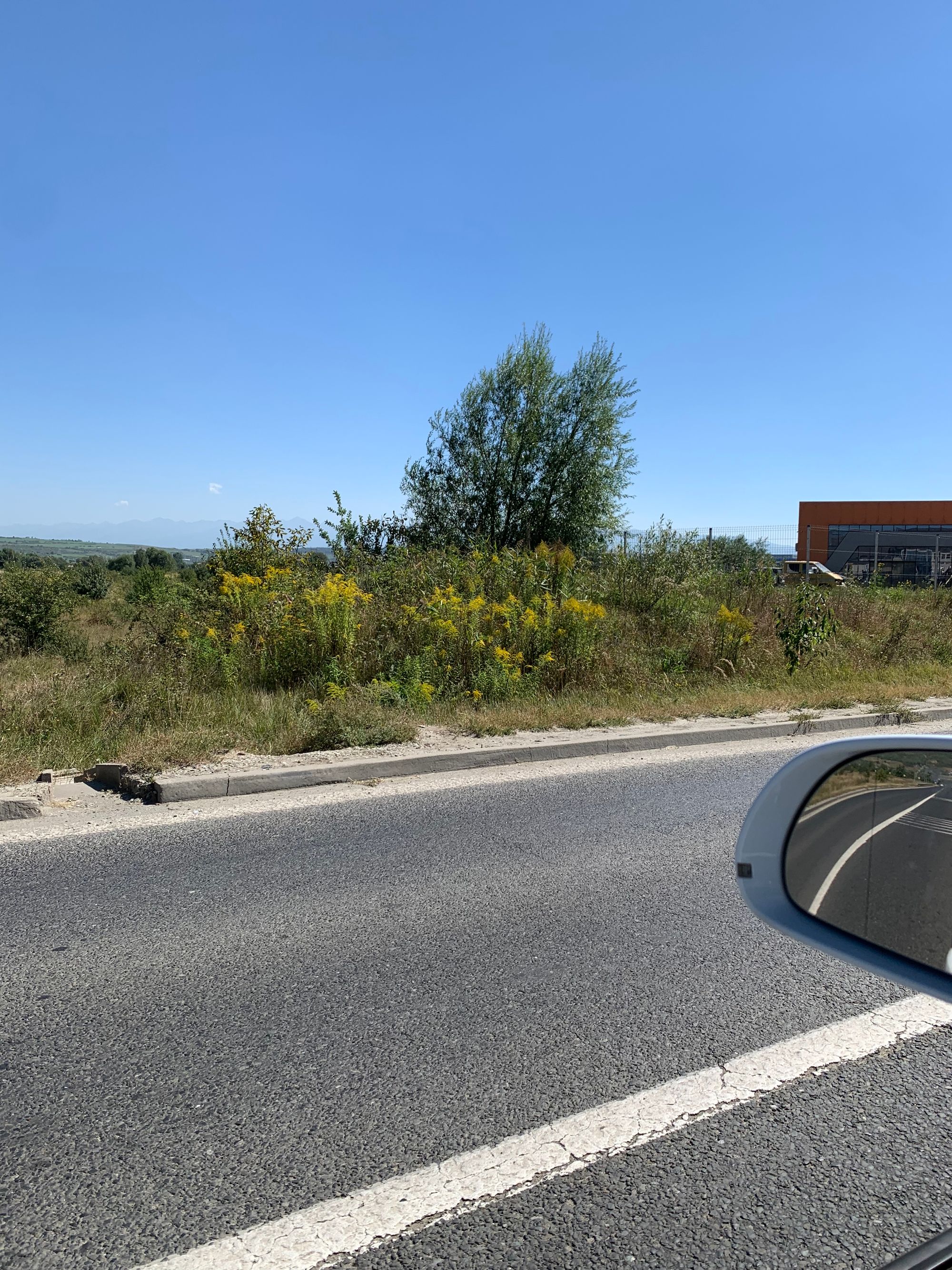 Ambrozie in Strada Henri Coandă 59, Sibiu, Municipiul Sibiu, Județul Sibiu - C0EFC15D-CDDC-46D7-B13D-B7C2476414B1.jpeg