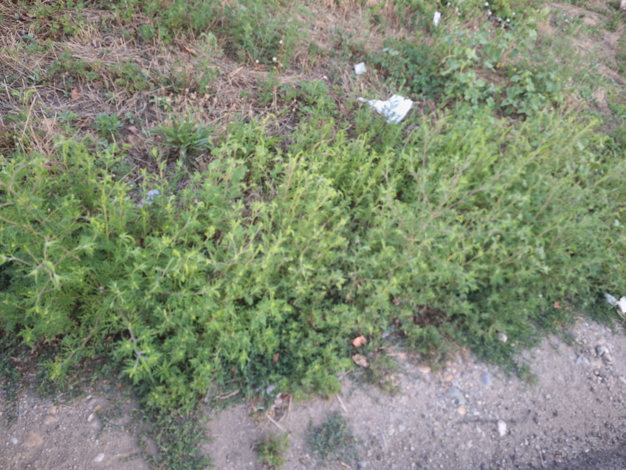 Ambrozie in Strada Toamnei 17, Bragadiru, Oraş Bragadiru, Județul Ilfov - inbound6355160030186132581.jpg