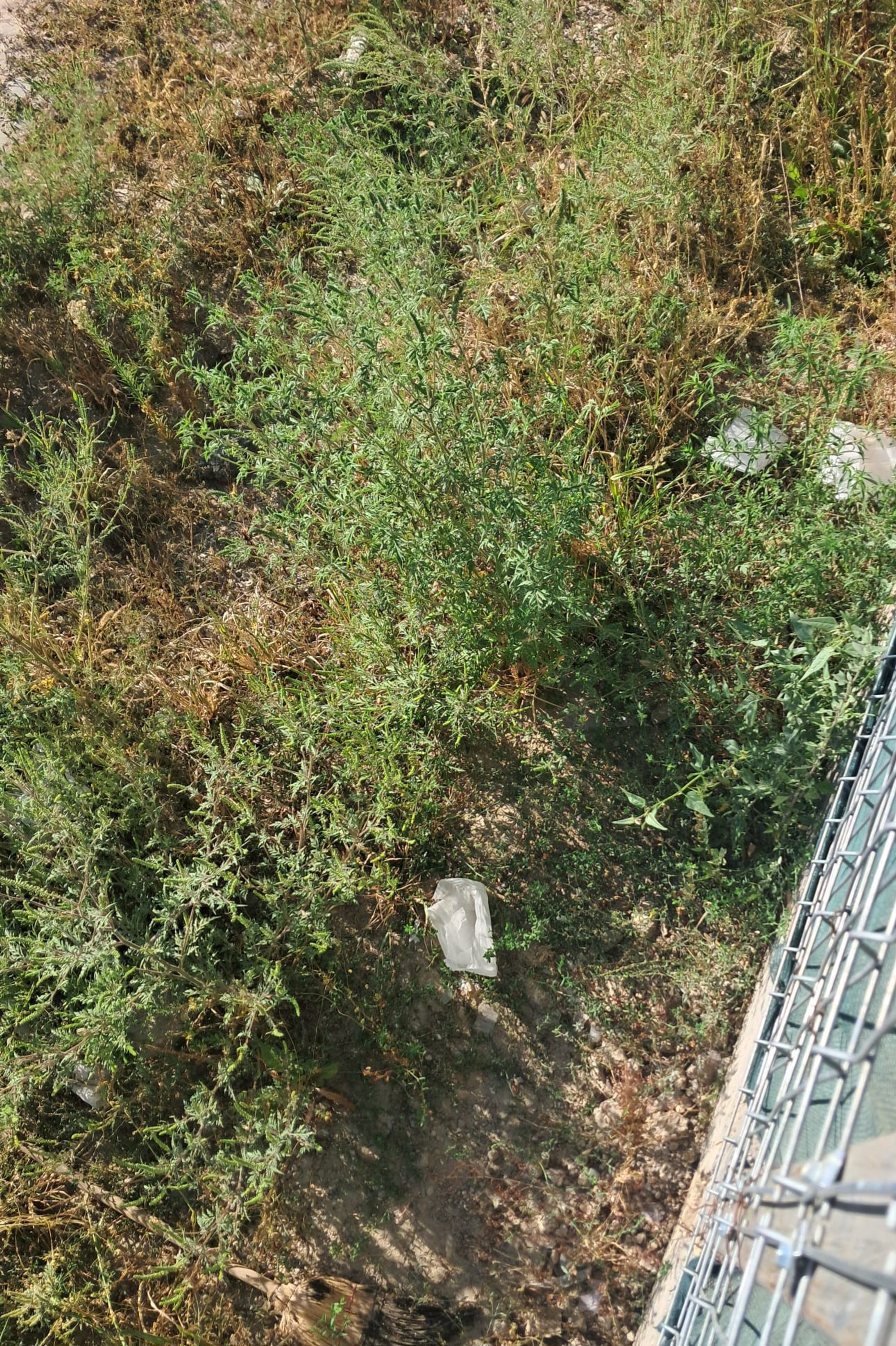 Ambrozie in Strada Mare 53, Brăila, Municipiu Brăila, Județul Brăila - 1000058281.jpg