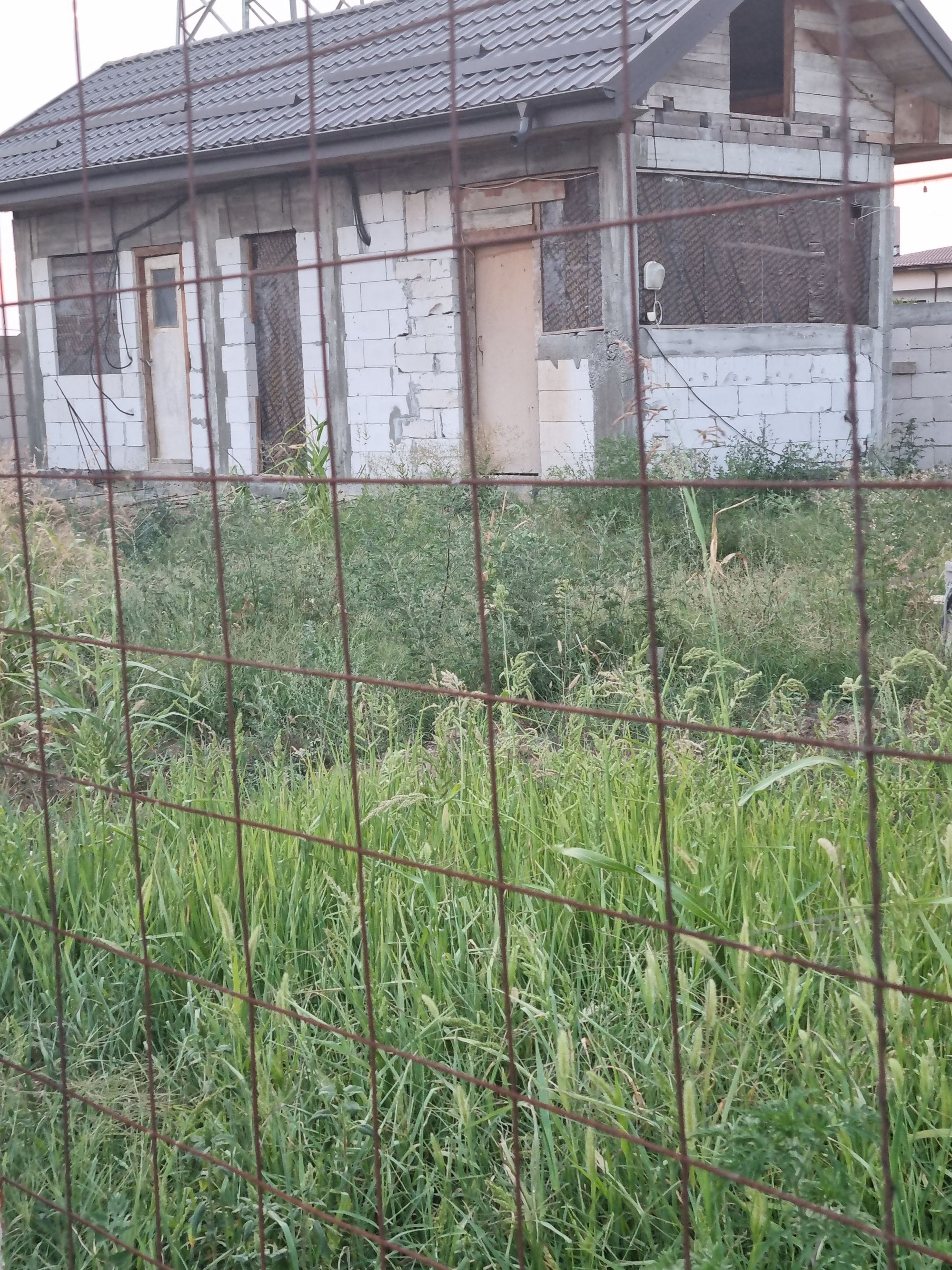 Ambrozie in Str. Miron Cristea 20, Ciorogârla, Comuna Ciorogârla, Județul Ilfov - 16921194225563490097483951493520.jpg